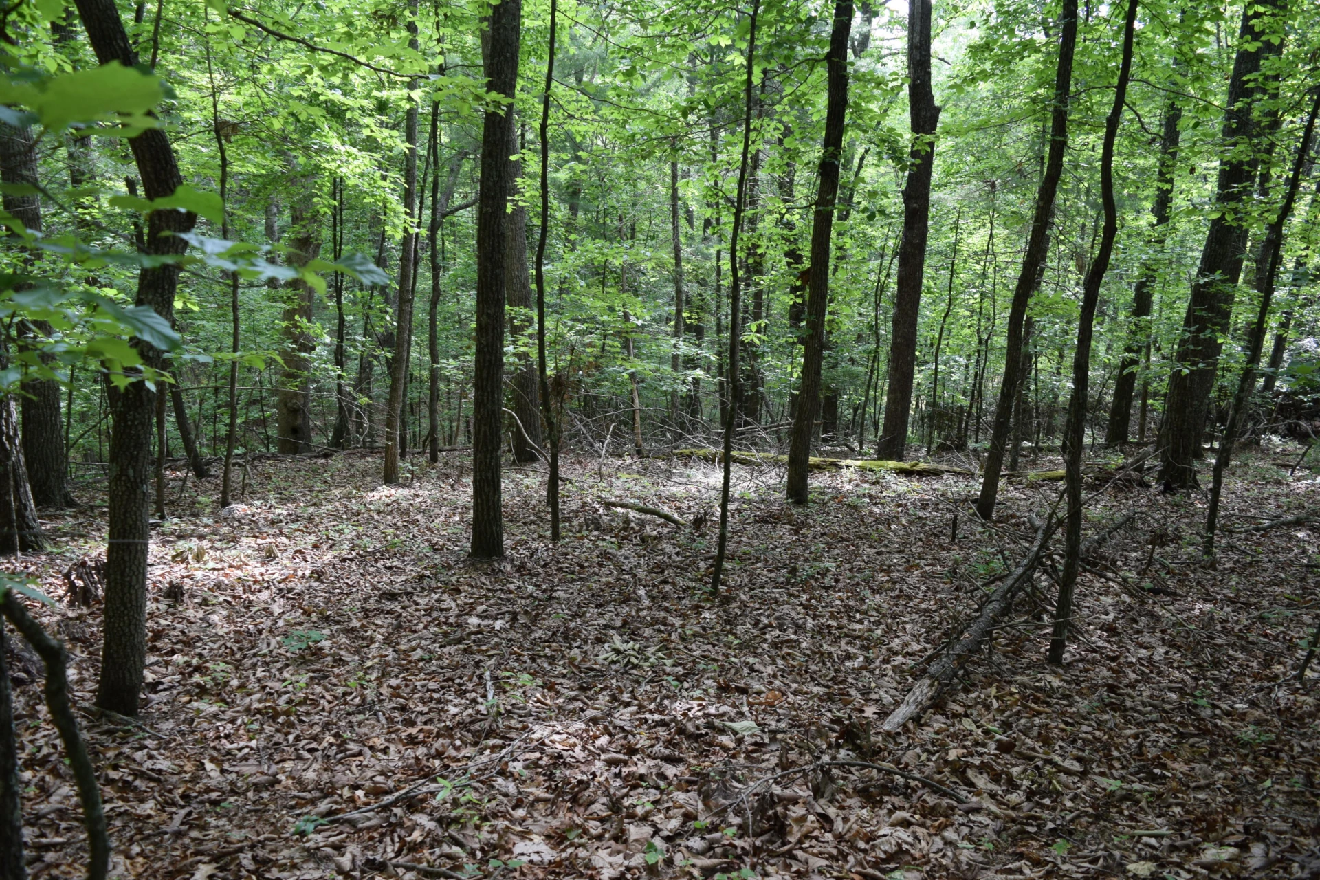1866 Firehouse RD - Photo 16