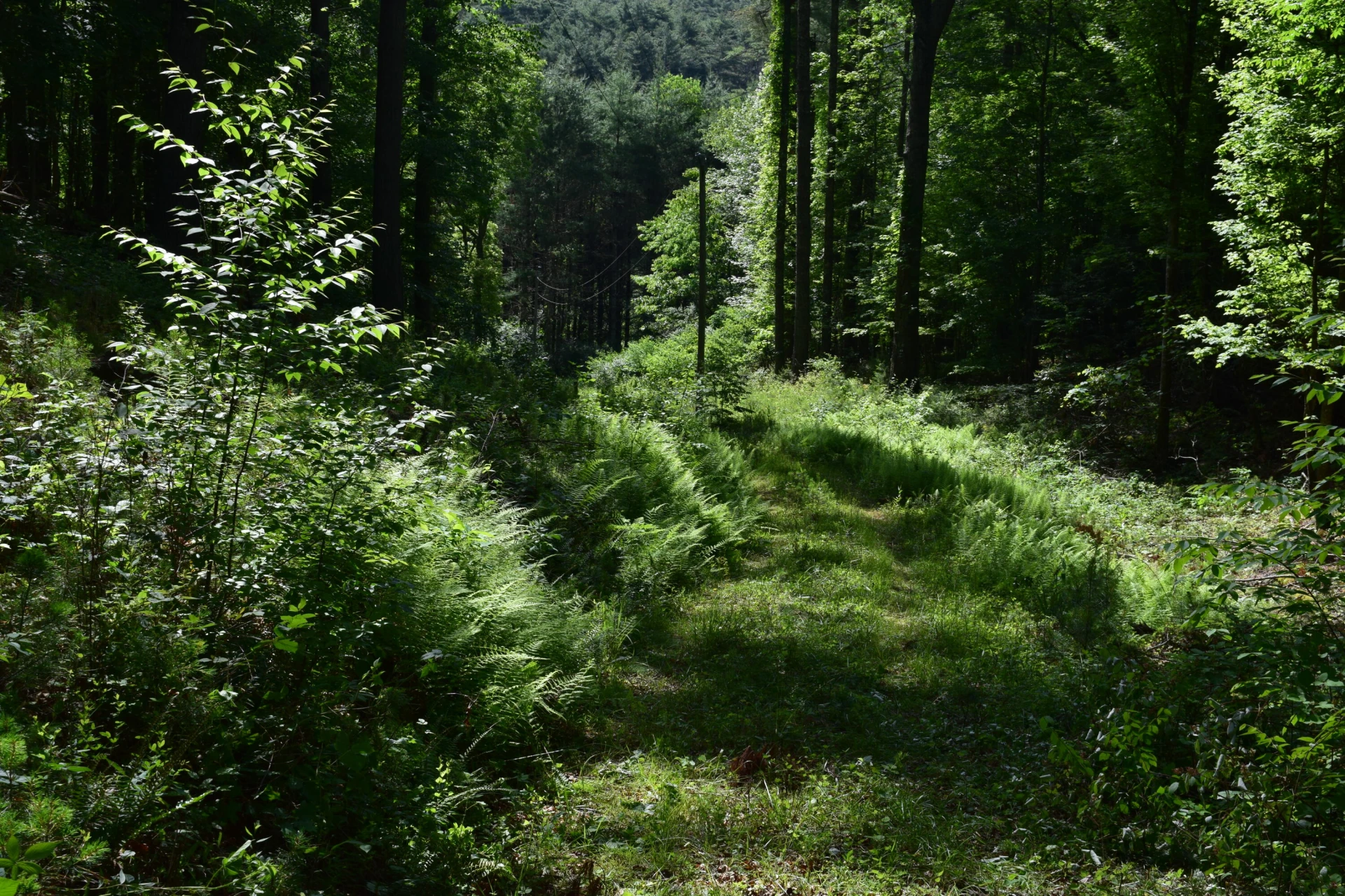 1866 Firehouse RD - Photo 28
