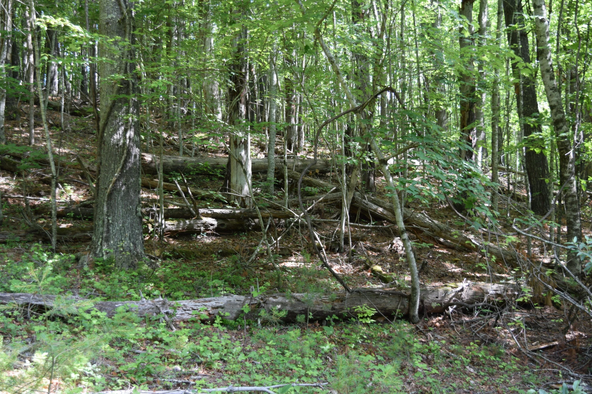 1866 Firehouse RD - Photo 31