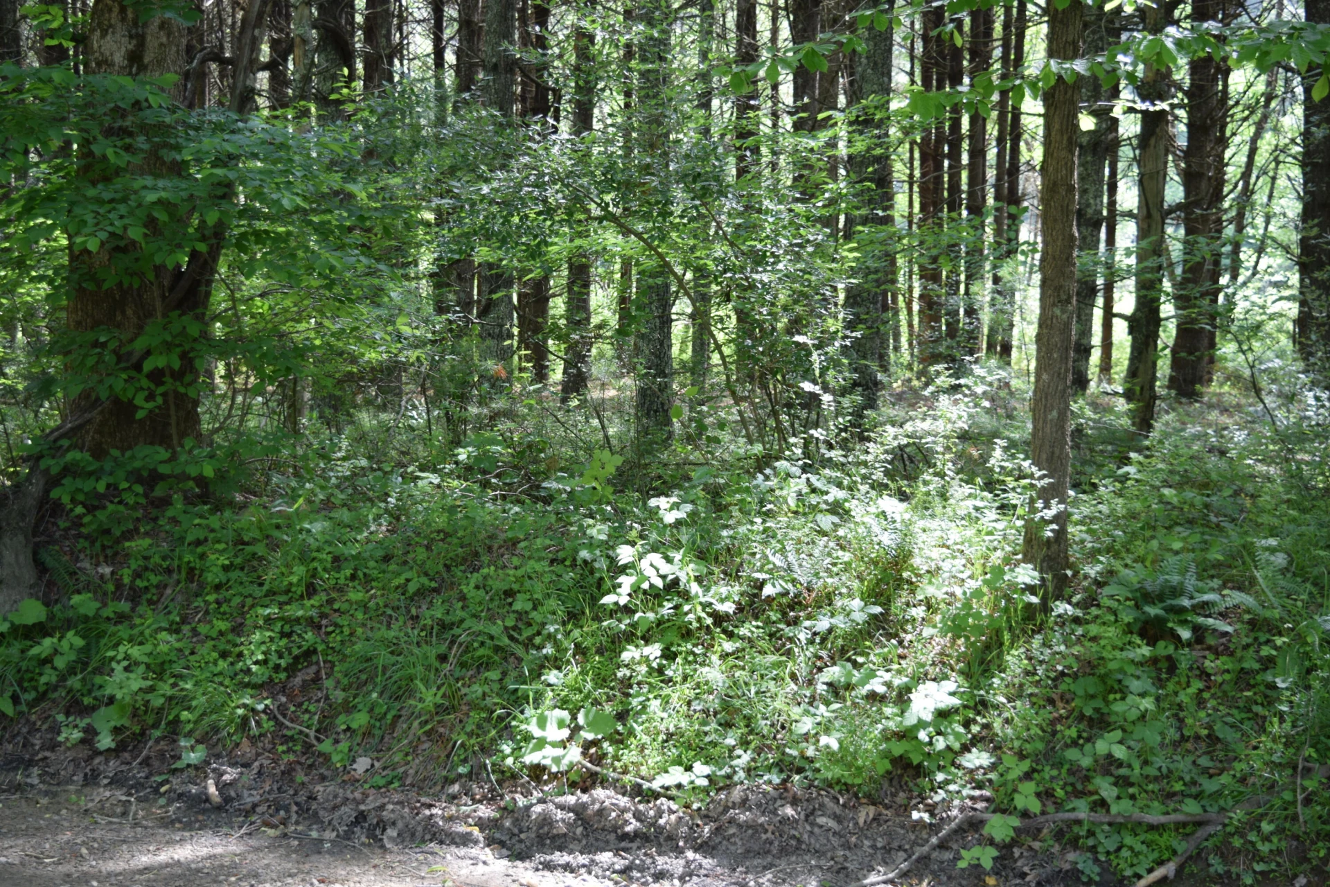 1866 Firehouse RD - Photo 35