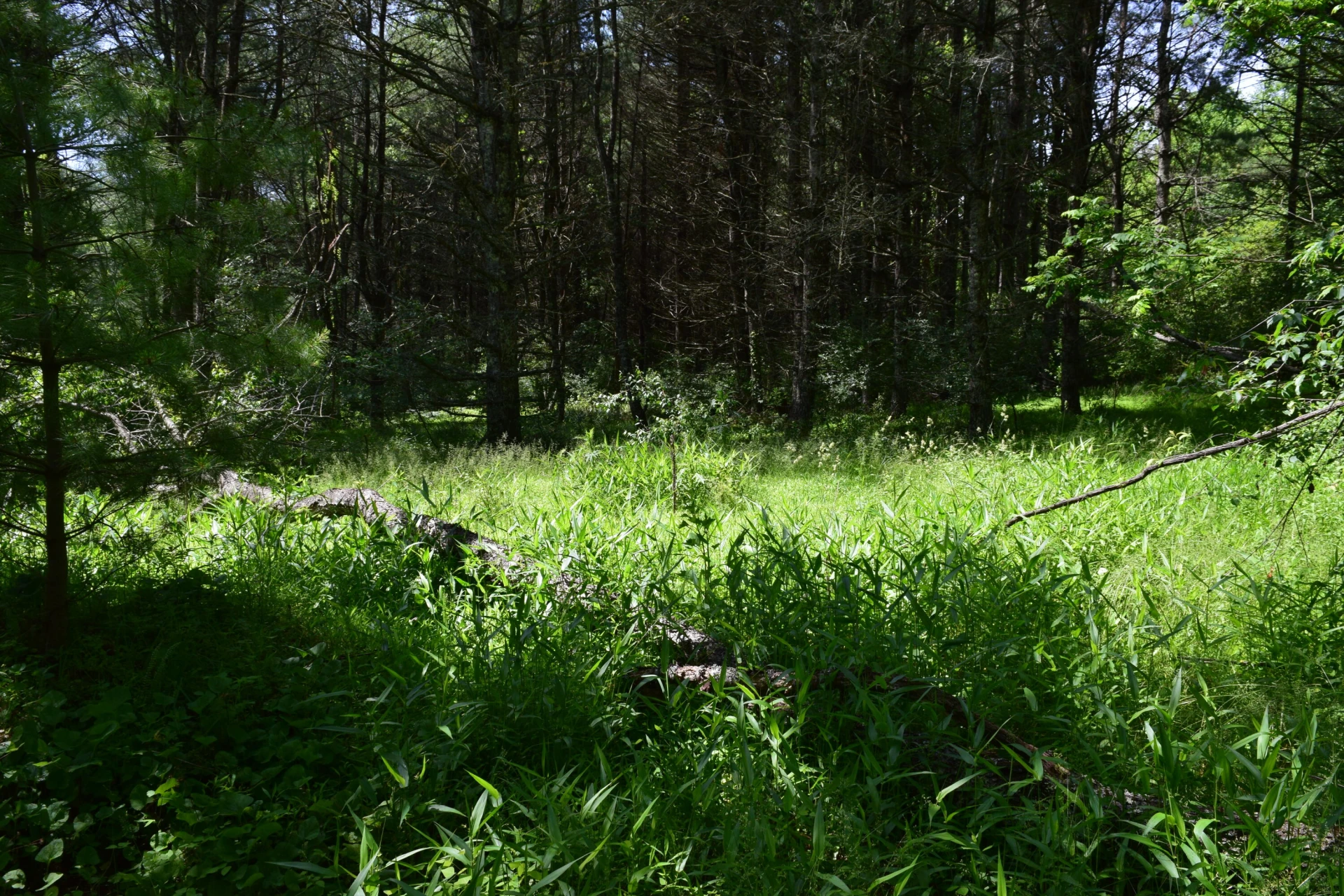 1866 Firehouse RD - Photo 49