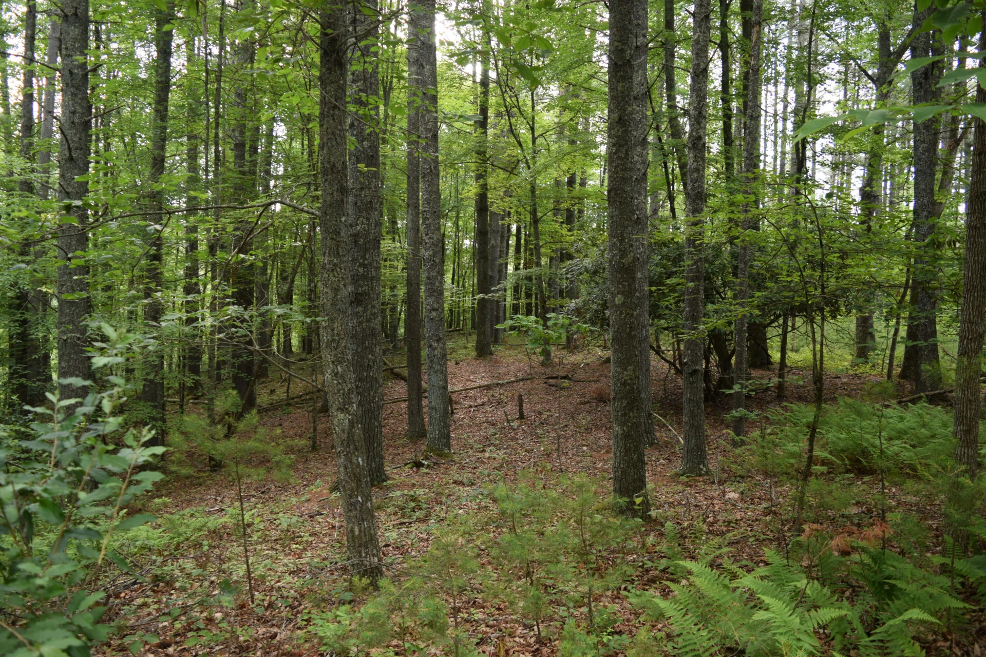 1866 Firehouse RD - Photo 9