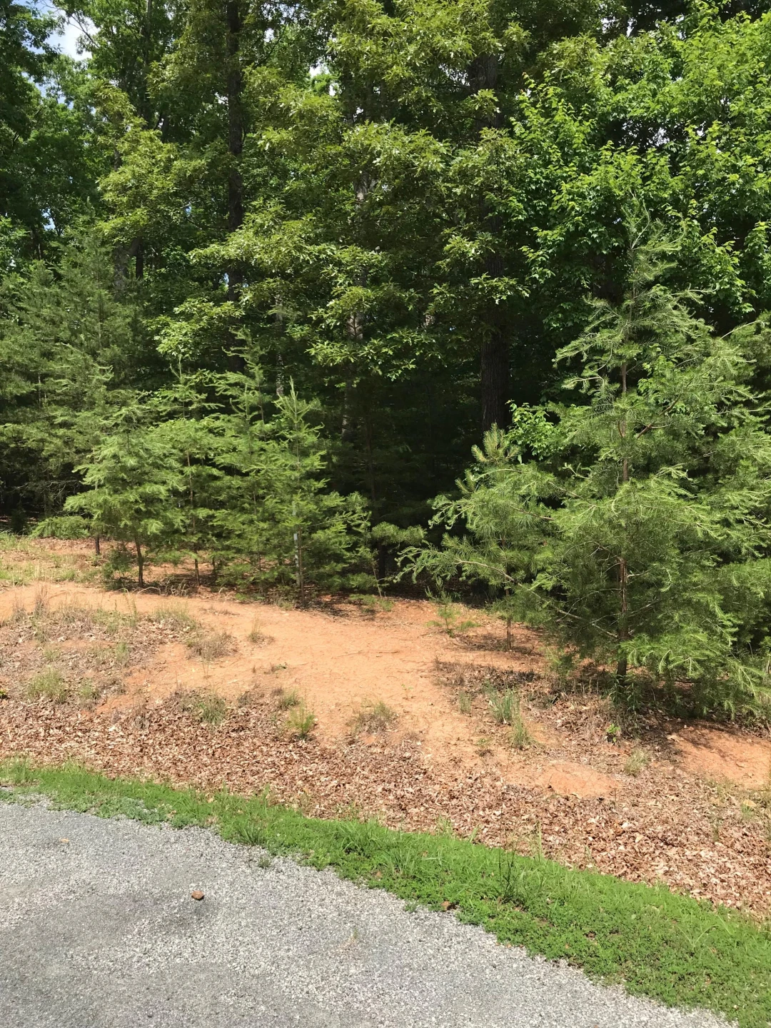 Lot 21 Sunview CIR - Photo 2