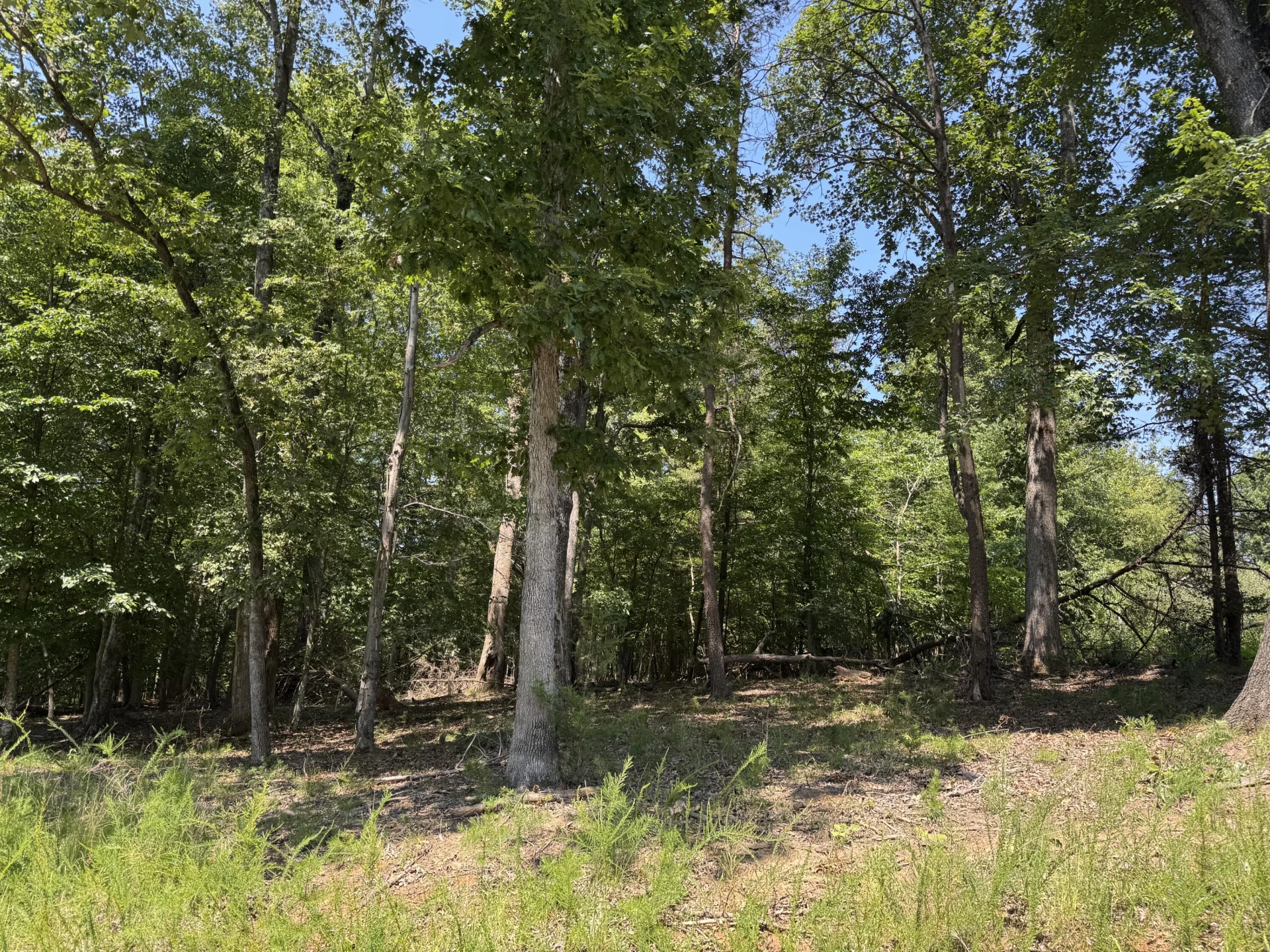 Lot 1 Red Barn LN - Photo 6