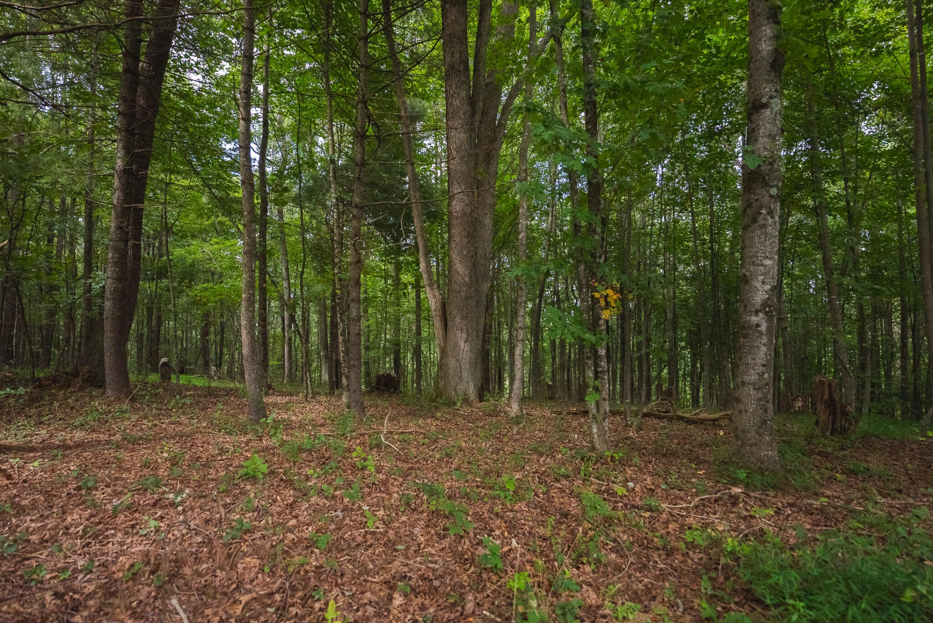 788 Jacks Mill RD - Photo 62