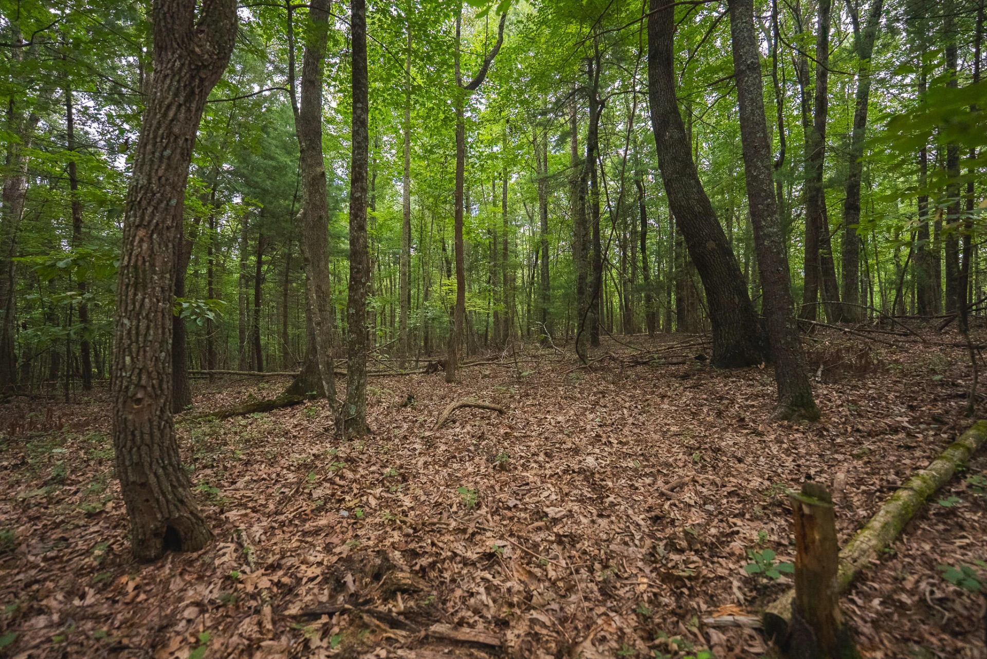 788 Jacks Mill RD - Photo 65