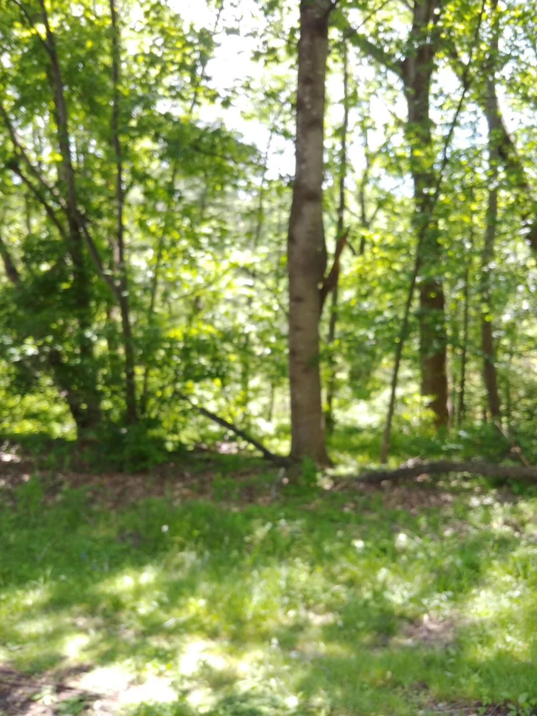 7248 Carriage Hills DR