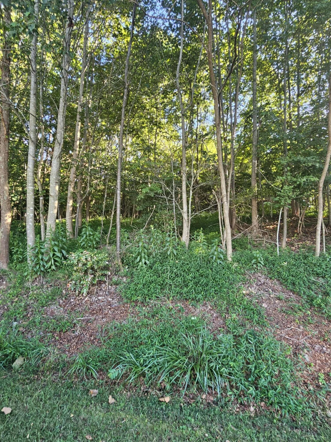 Lot 39 Cedar Ridge RD - Photo 4
