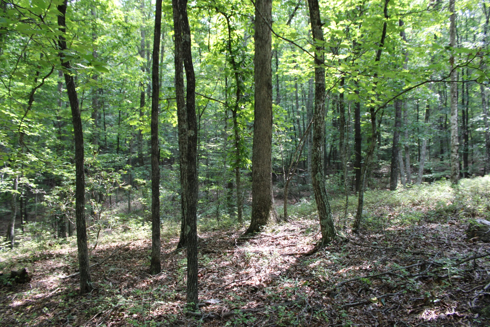 2816 Johns Creek RD - Photo 96