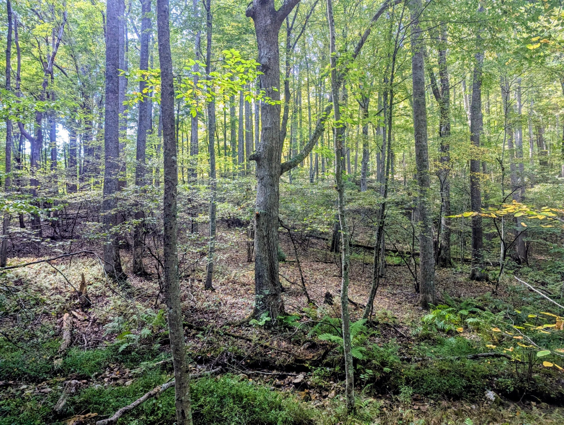 1705 Barberry RD - Photo 43