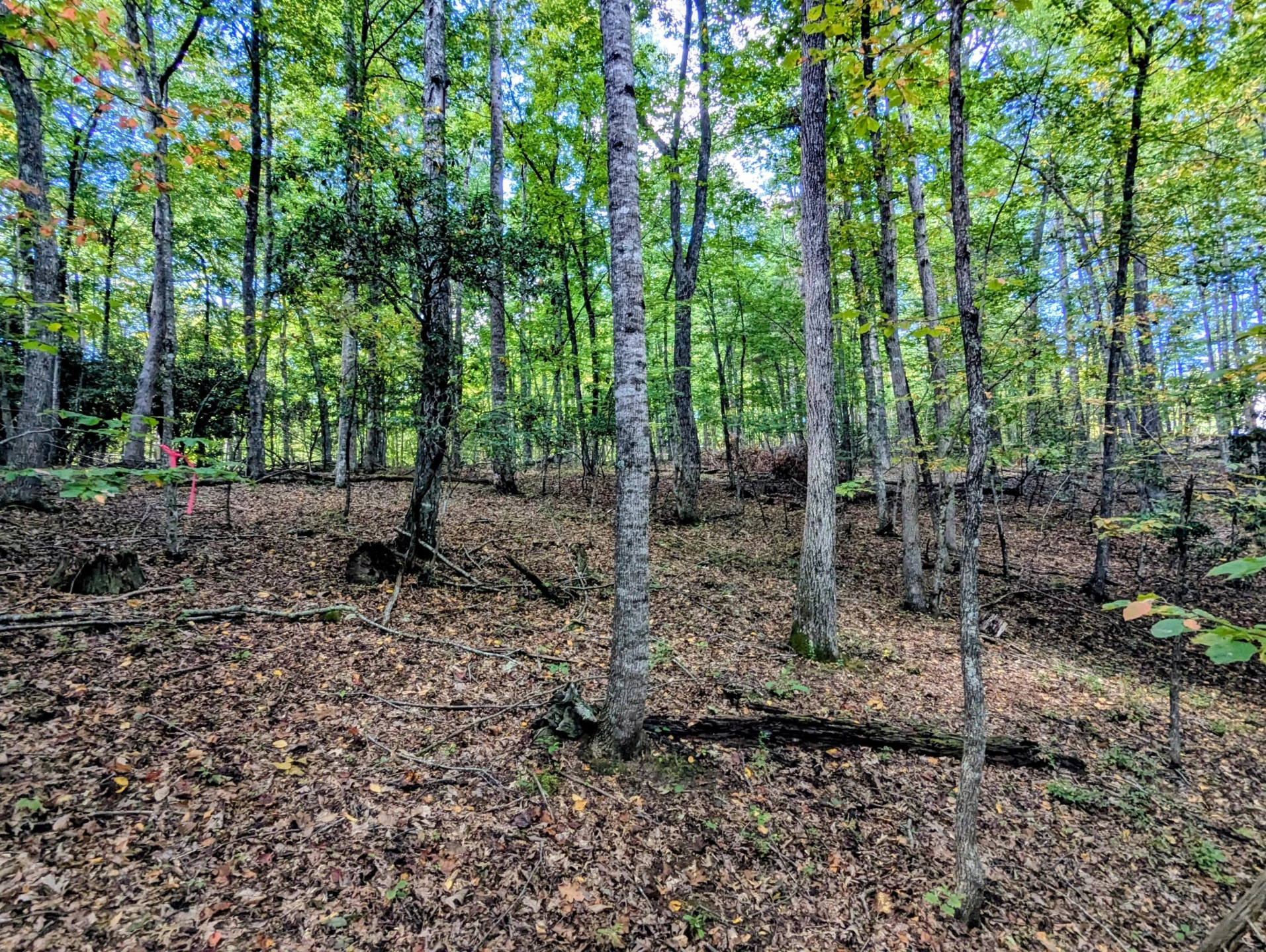 1705 Barberry RD - Photo 47