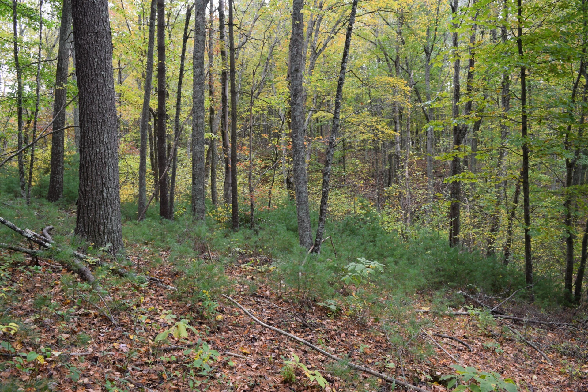 171 Pine Creek WAY - Photo 55