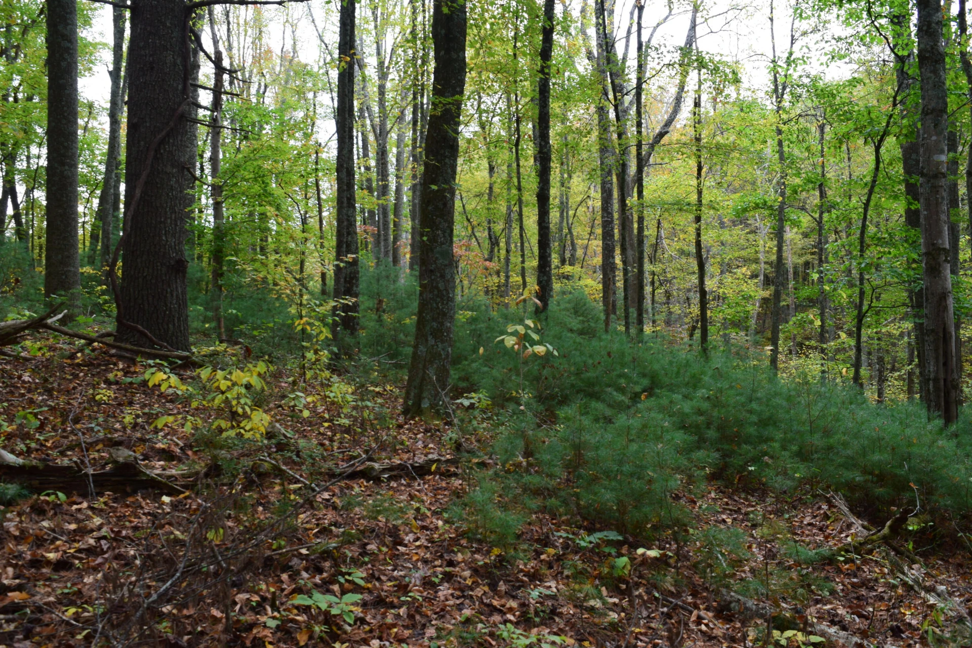 171 Pine Creek WAY - Photo 56