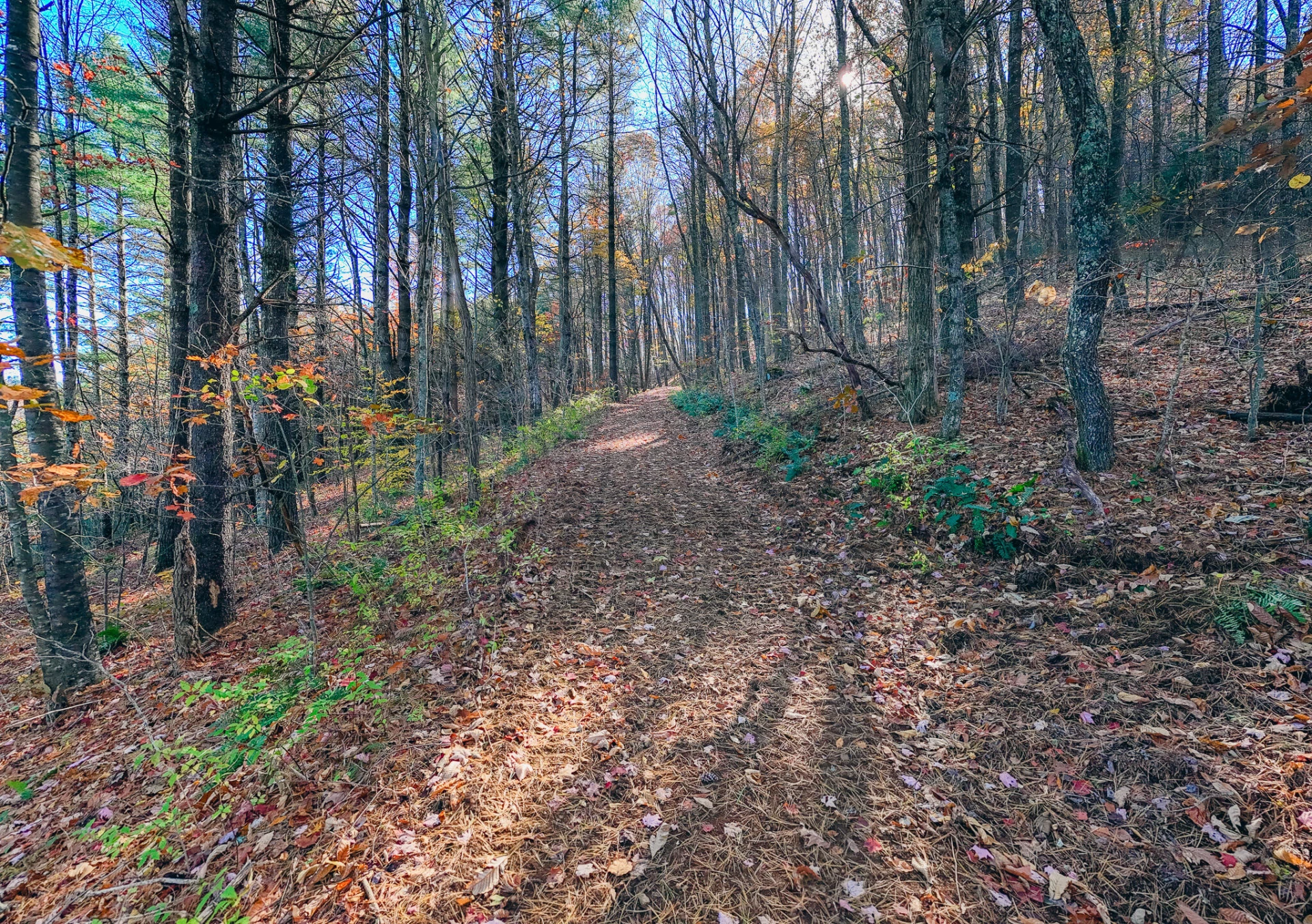 0 Shelor RD - Photo 6