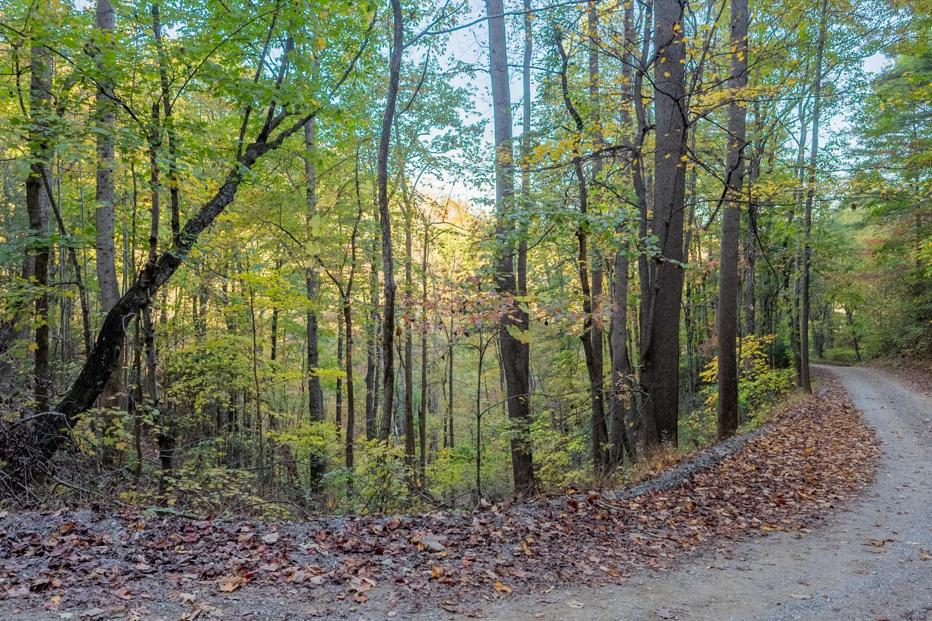 TBD Lick Ridge Road - Photo 38