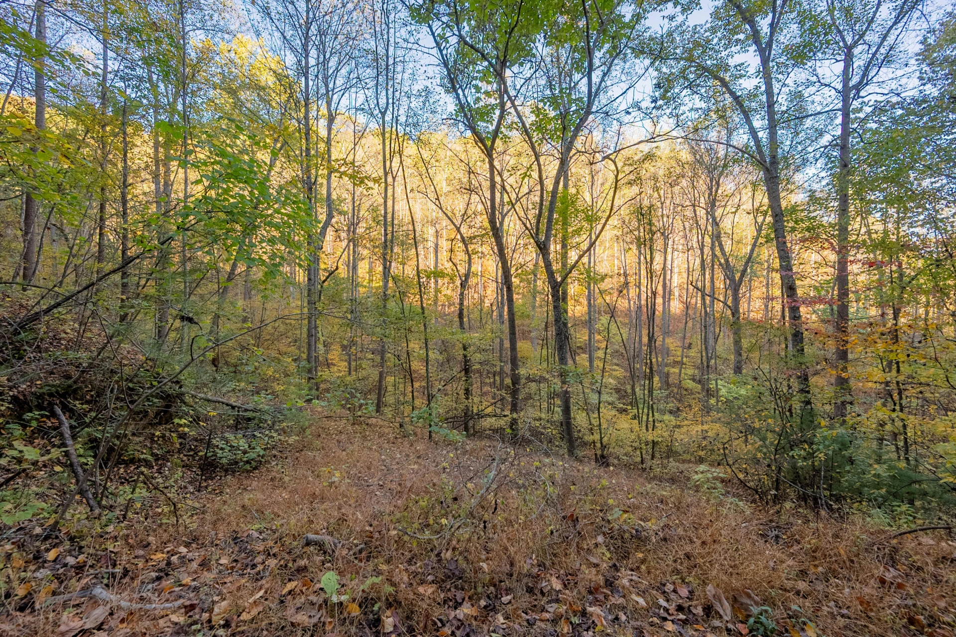 TBD Lick Ridge Road - Photo 40