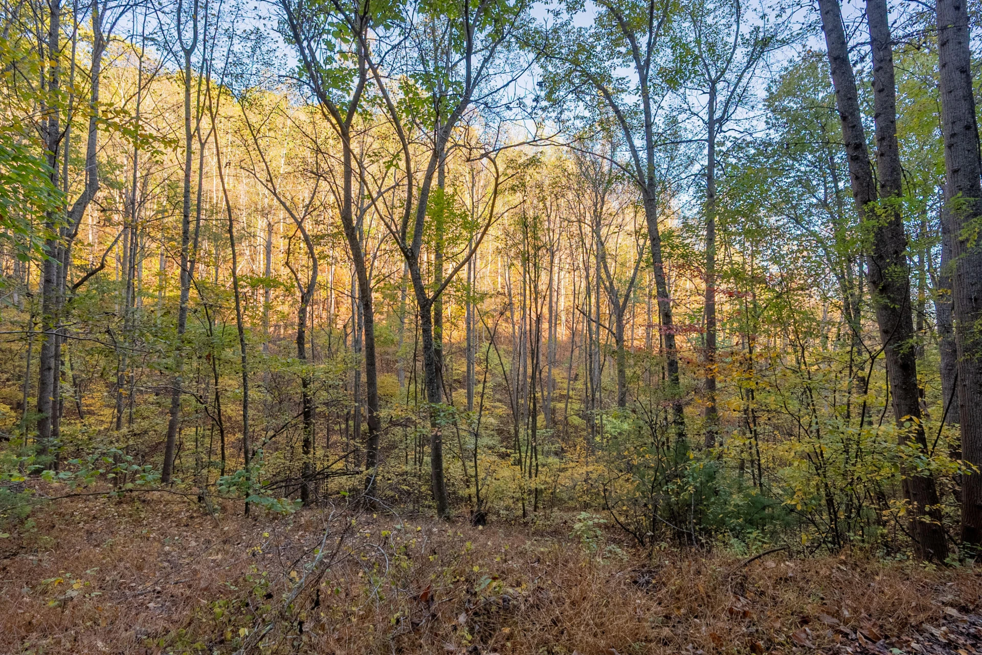 TBD Lick Ridge Road - Photo 41