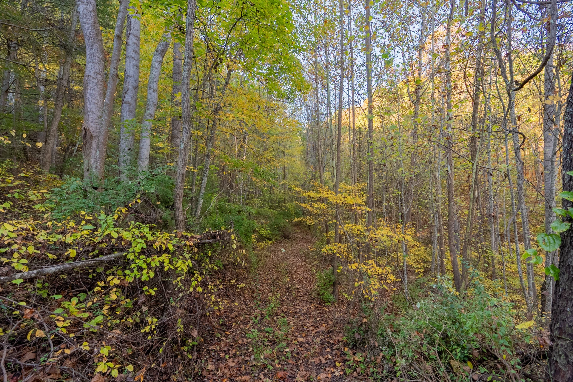 TBD Lick Ridge Road - Photo 42