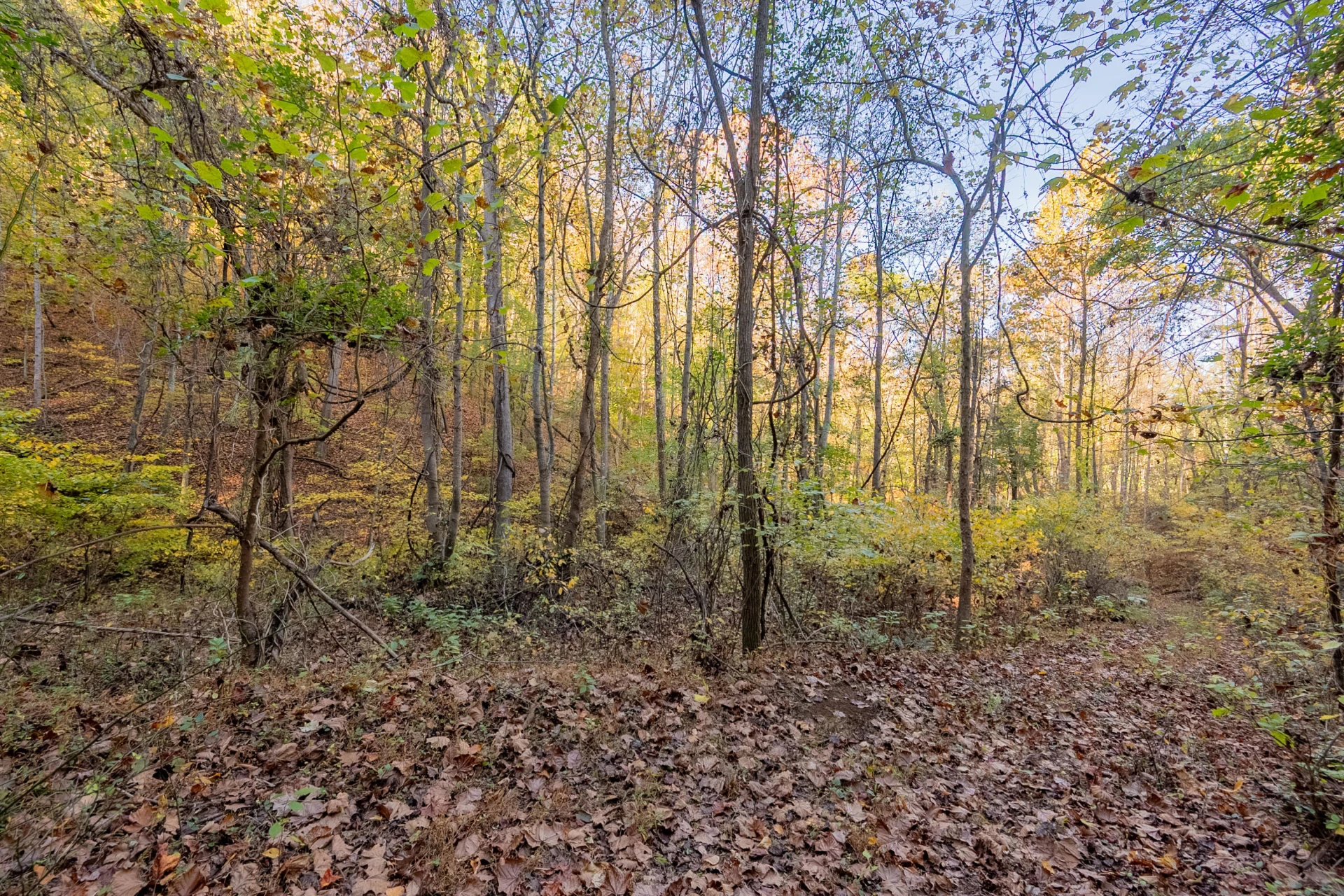 TBD Lick Ridge Road - Photo 43