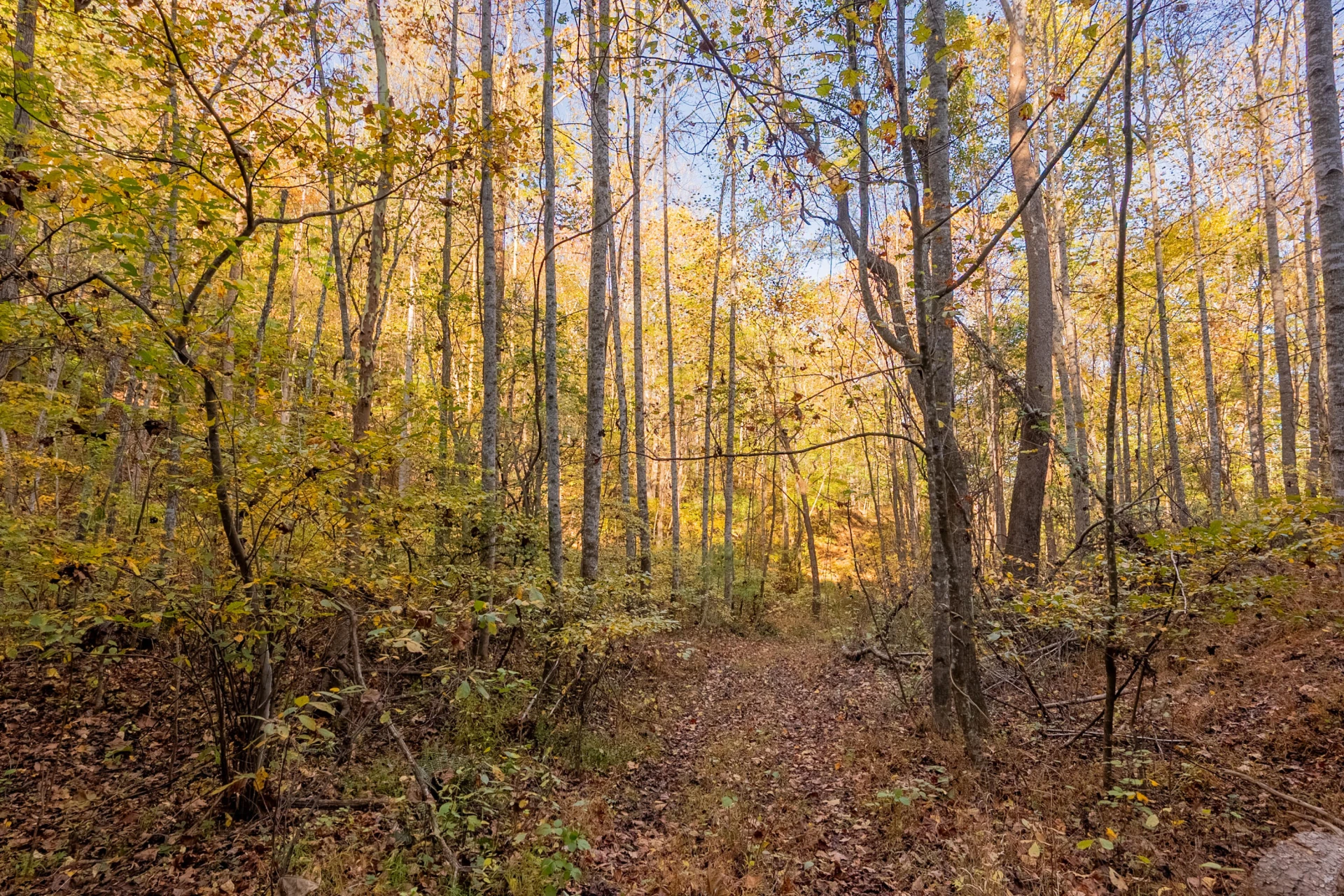 TBD Lick Ridge Road - Photo 44