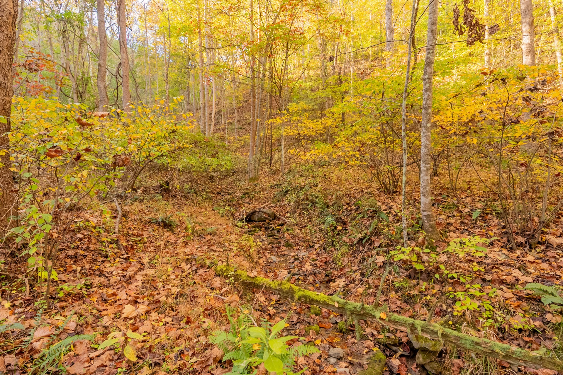 TBD Lick Ridge Road - Photo 45