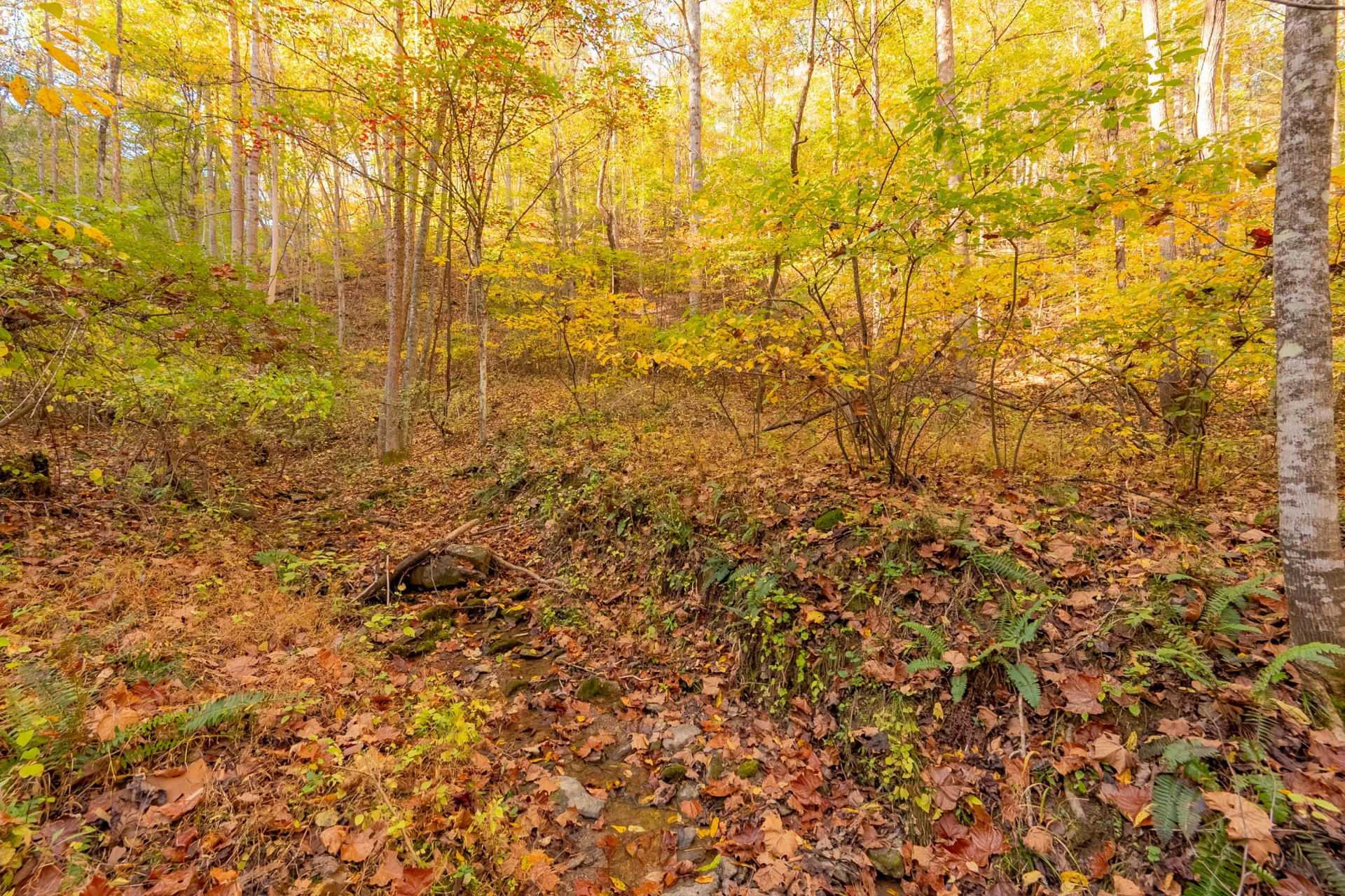 TBD Lick Ridge Road - Photo 46