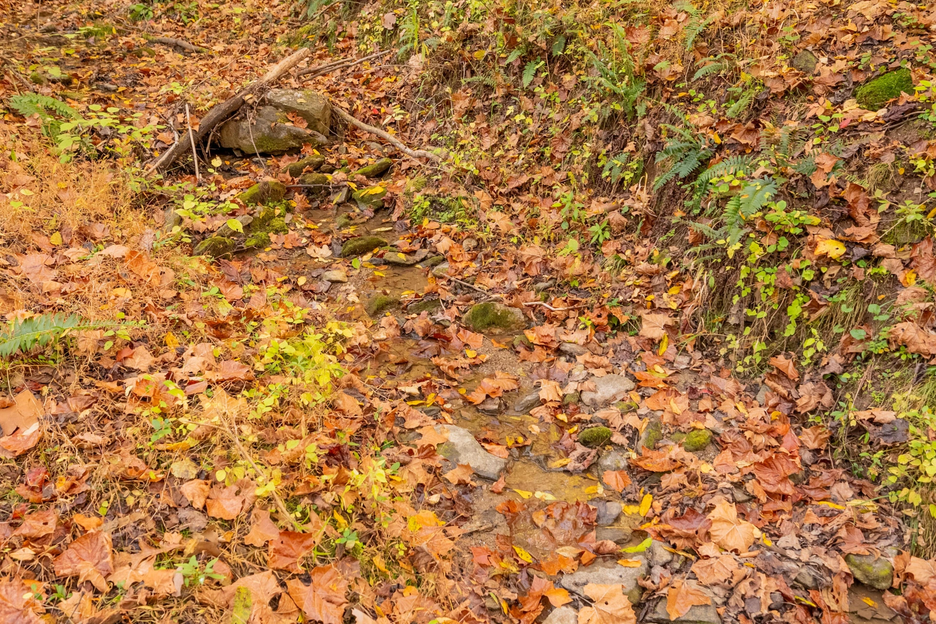 TBD Lick Ridge Road - Photo 47