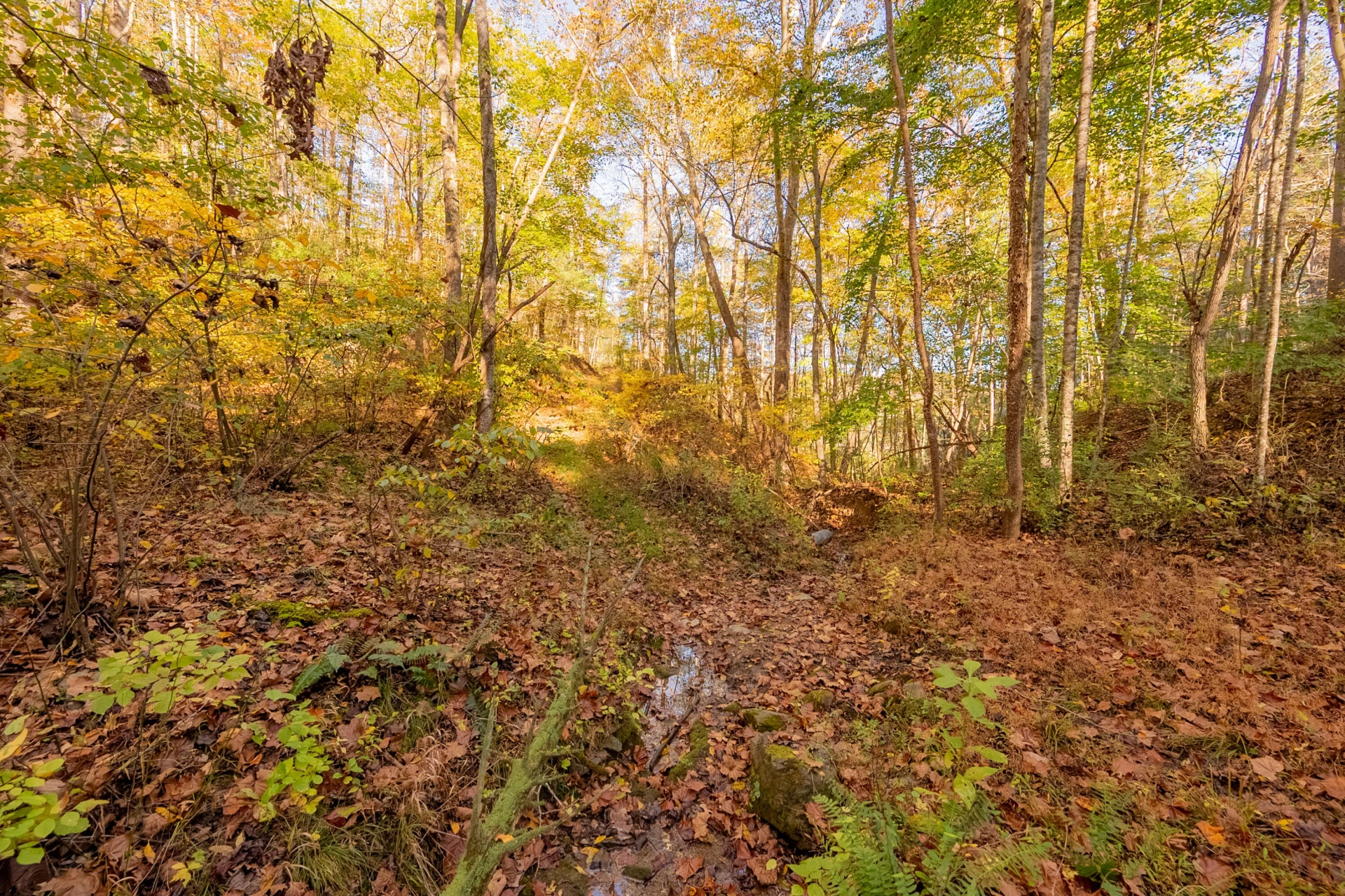 TBD Lick Ridge Road - Photo 48