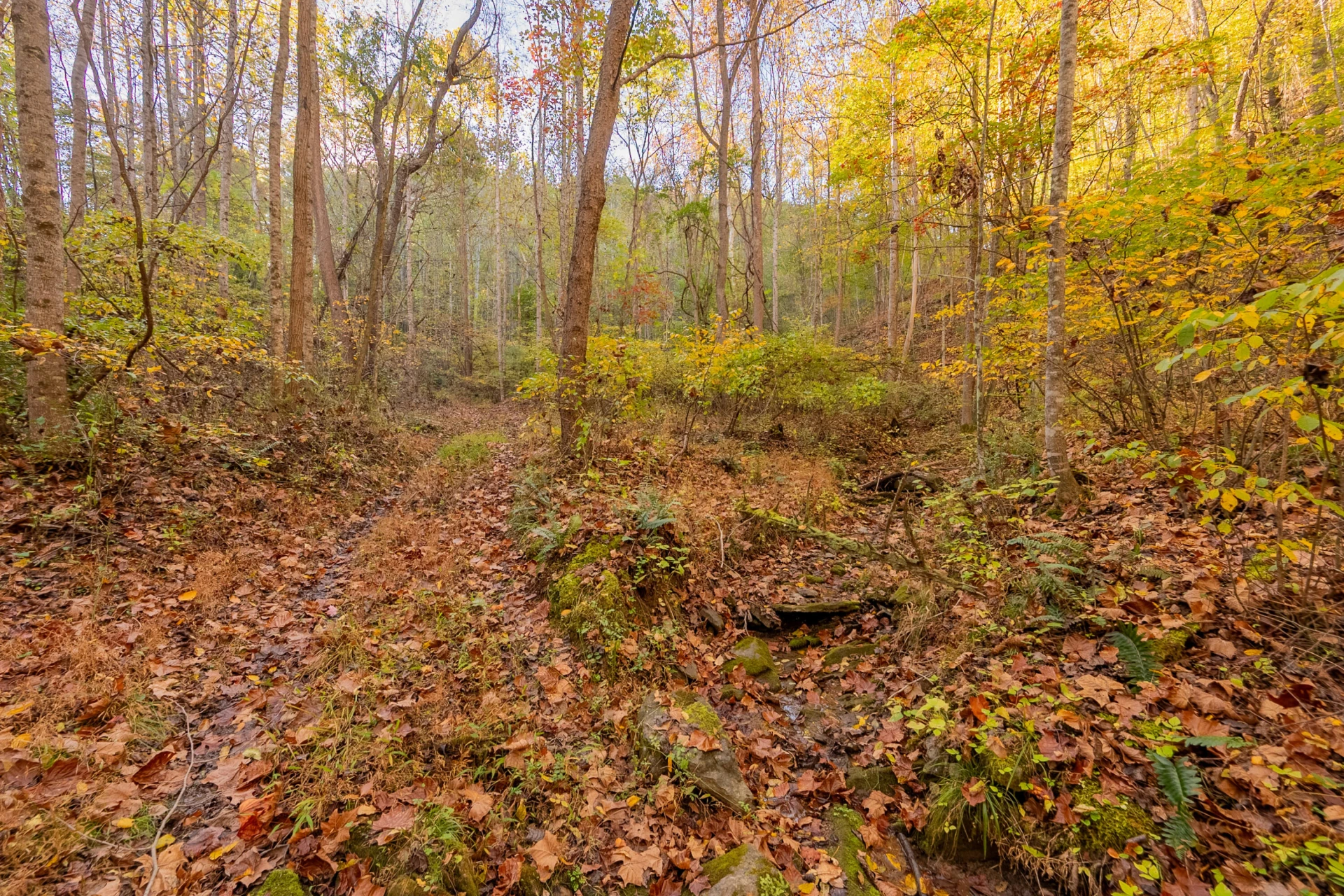 TBD Lick Ridge Road - Photo 49