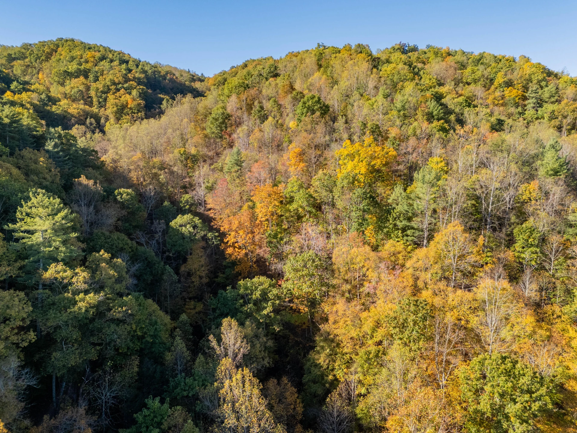 TBD Lick Ridge Road - Photo 5