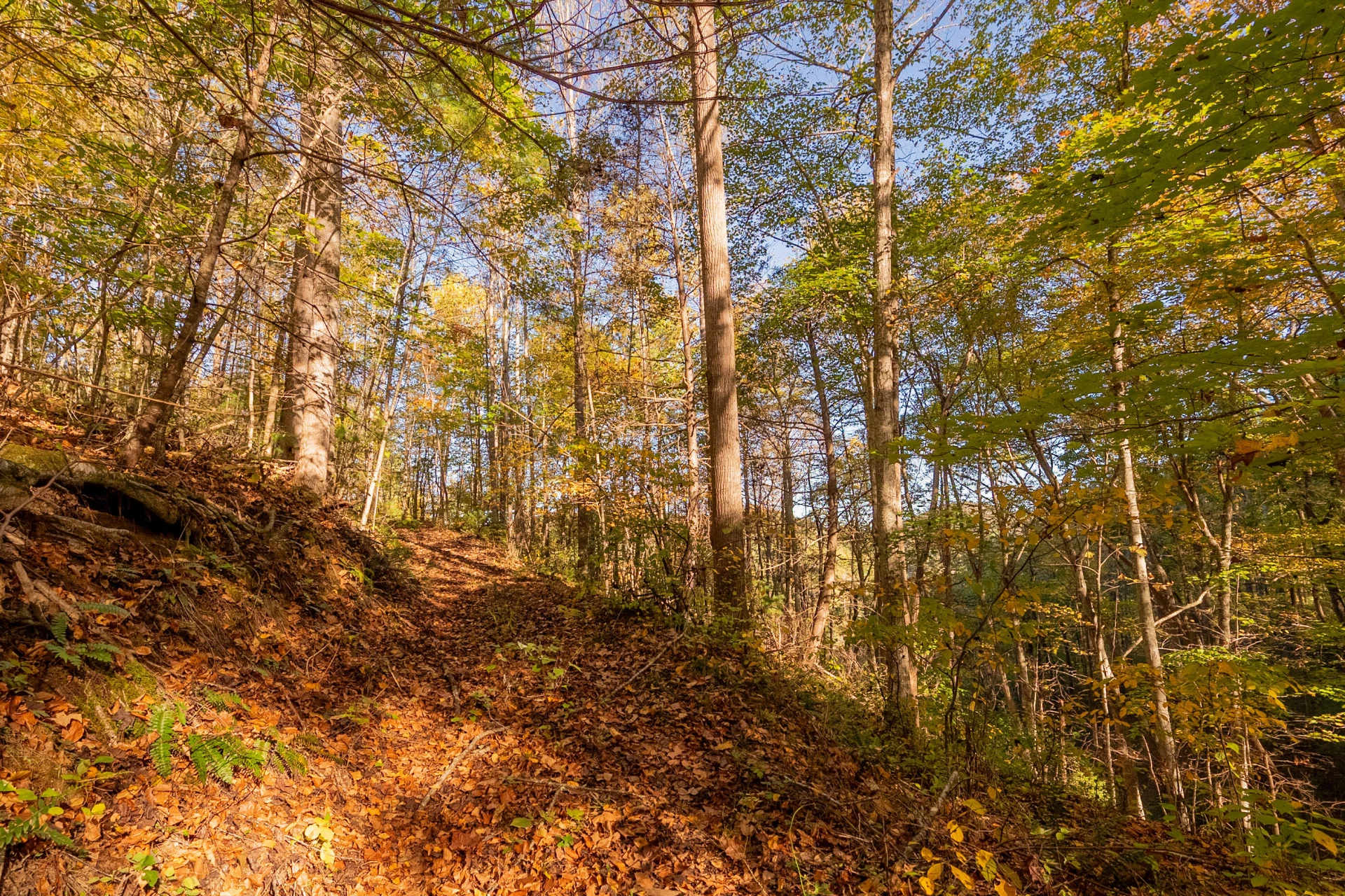 TBD Lick Ridge Road - Photo 50
