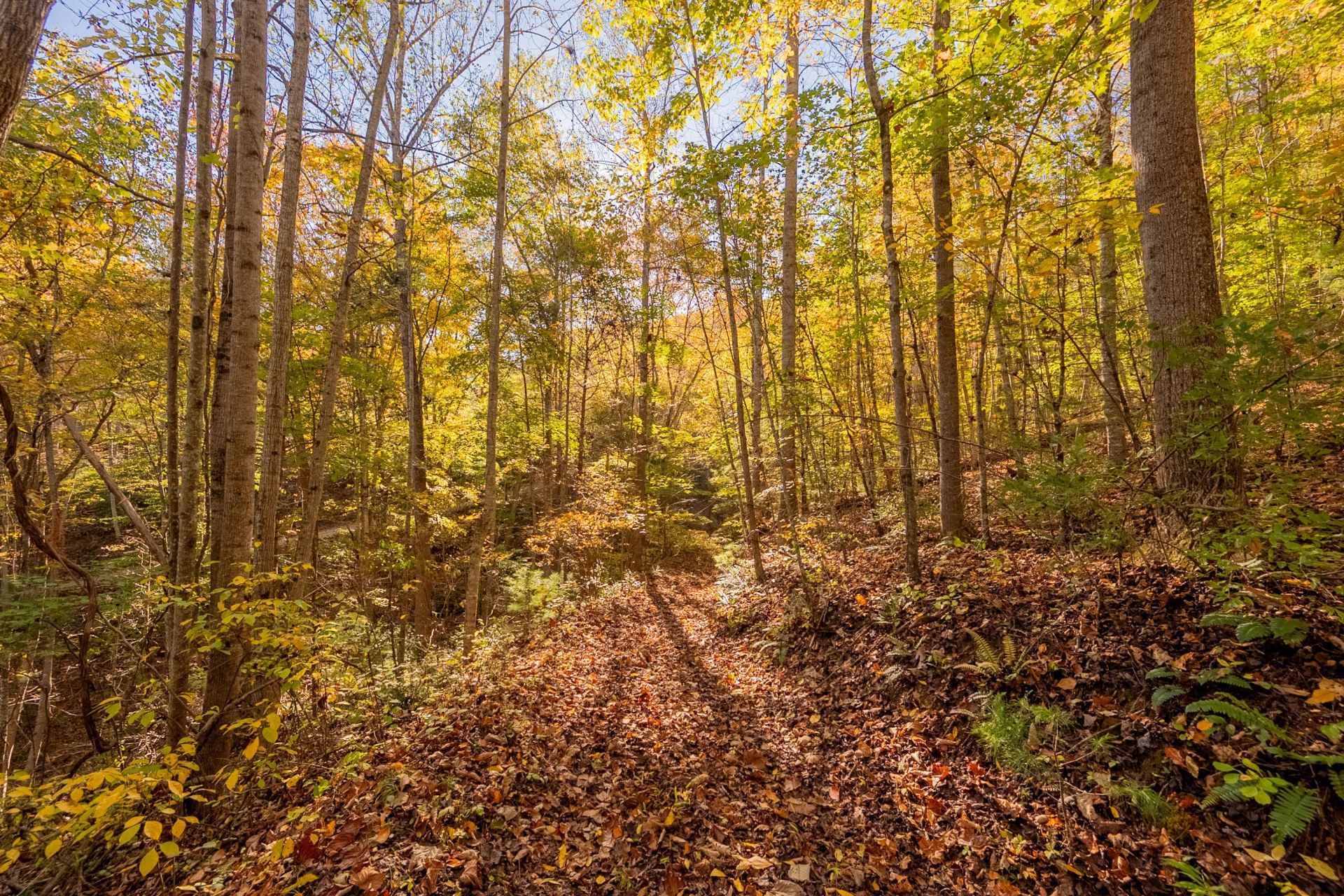TBD Lick Ridge Road - Photo 51