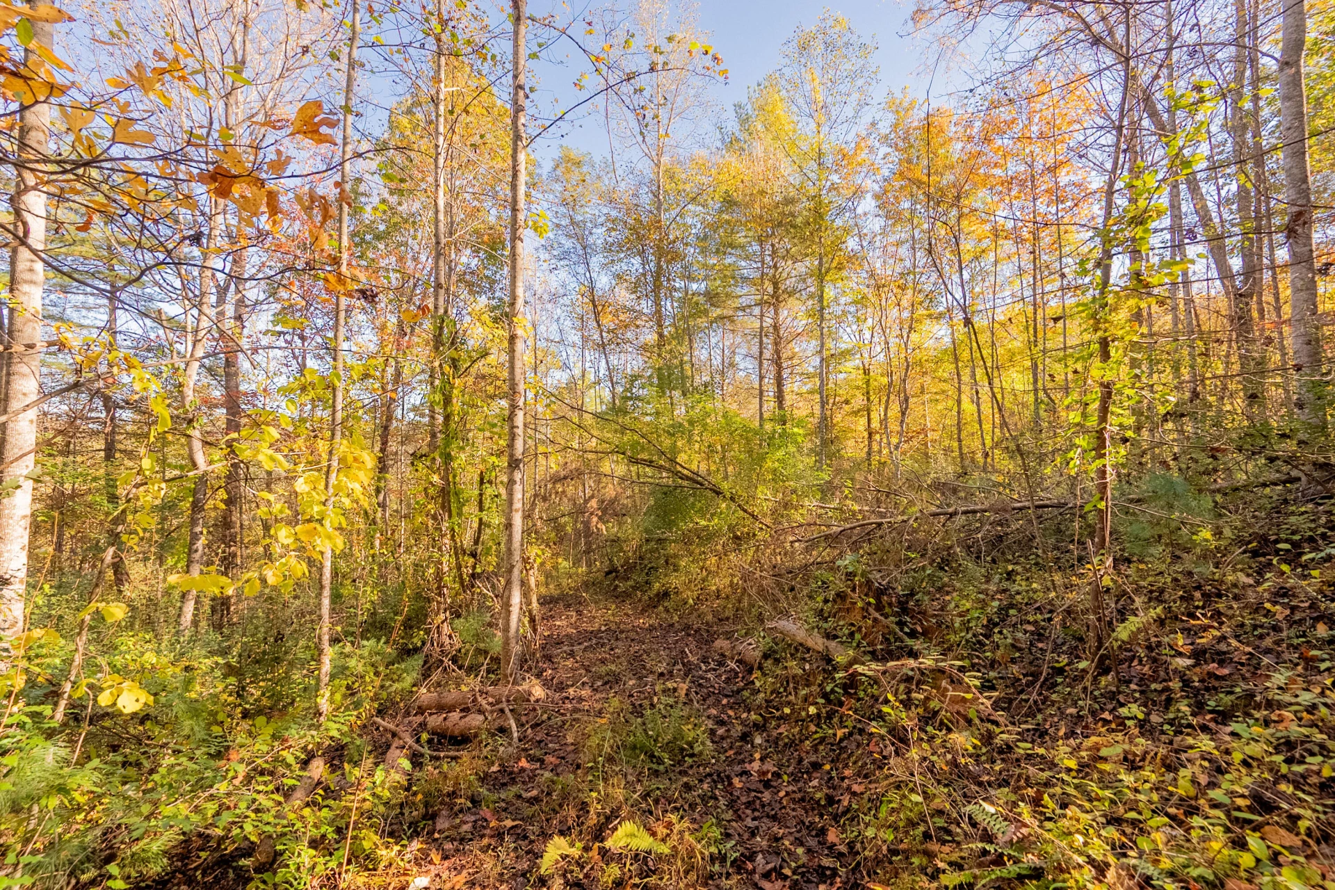 TBD Lick Ridge Road - Photo 52
