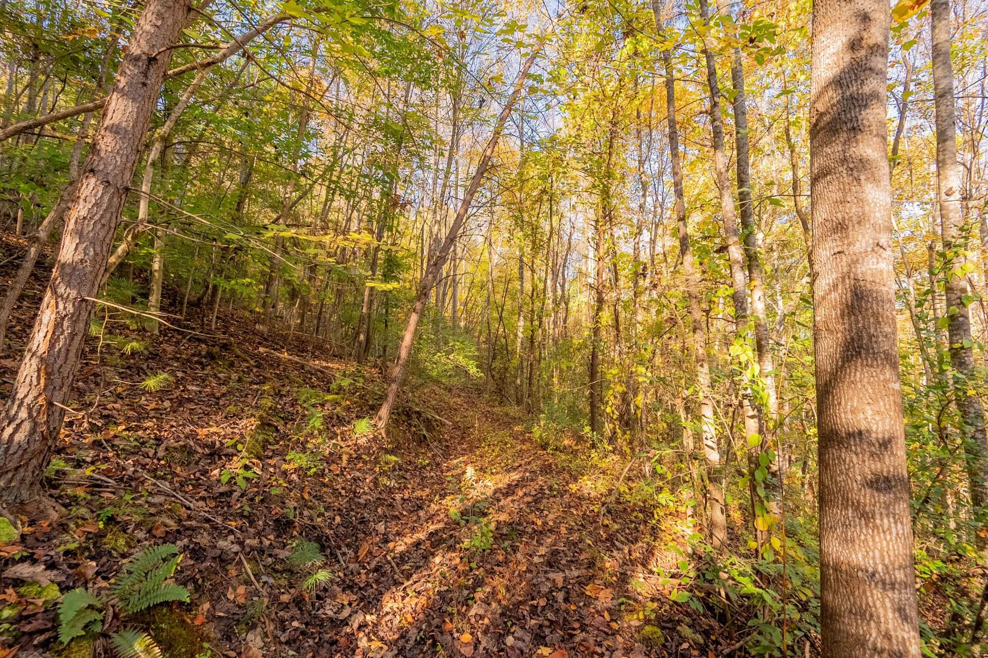 TBD Lick Ridge Road - Photo 53
