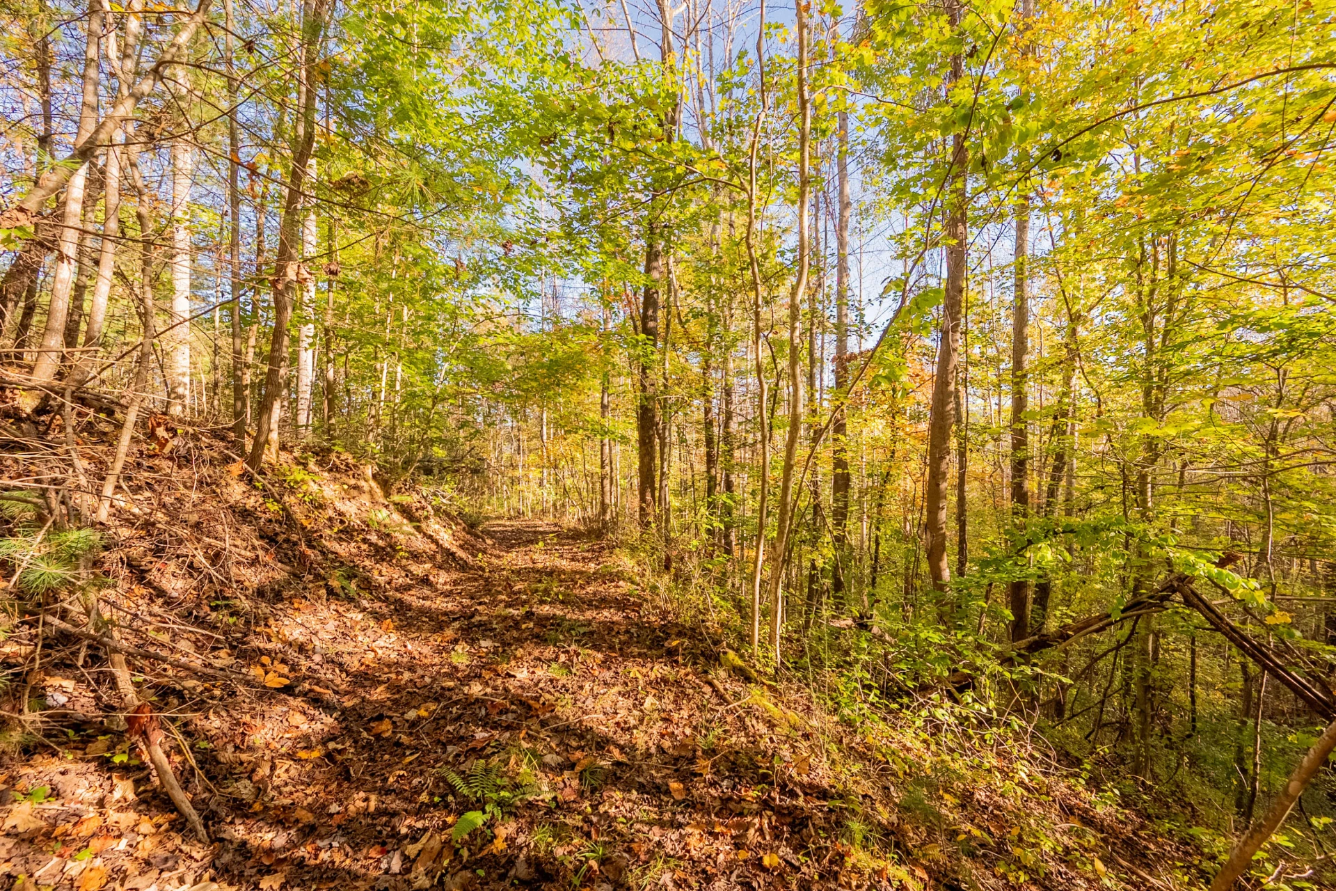 TBD Lick Ridge Road - Photo 54