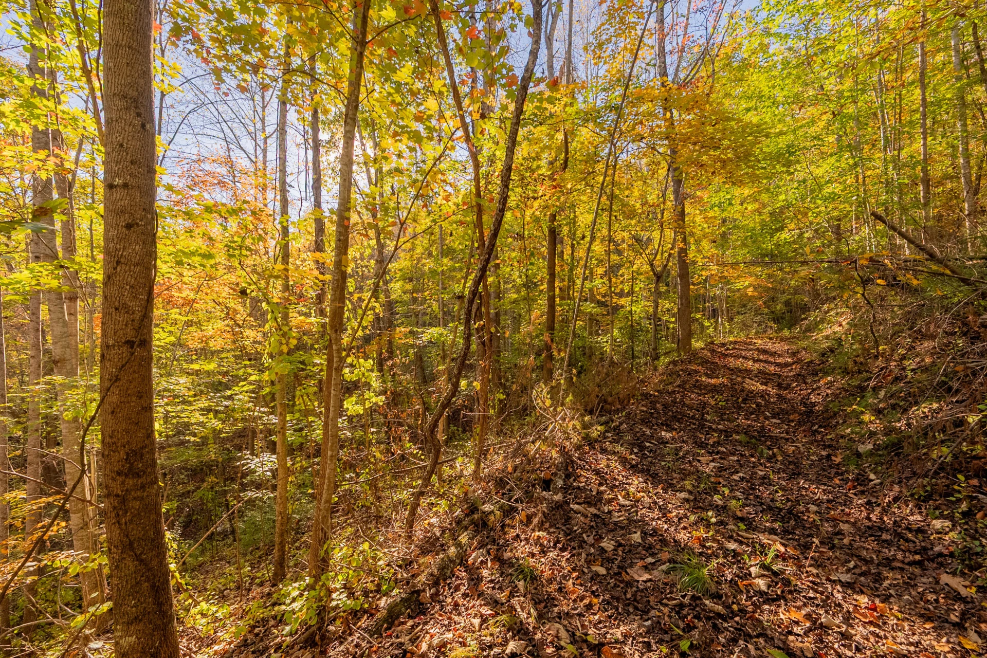 TBD Lick Ridge Road - Photo 55
