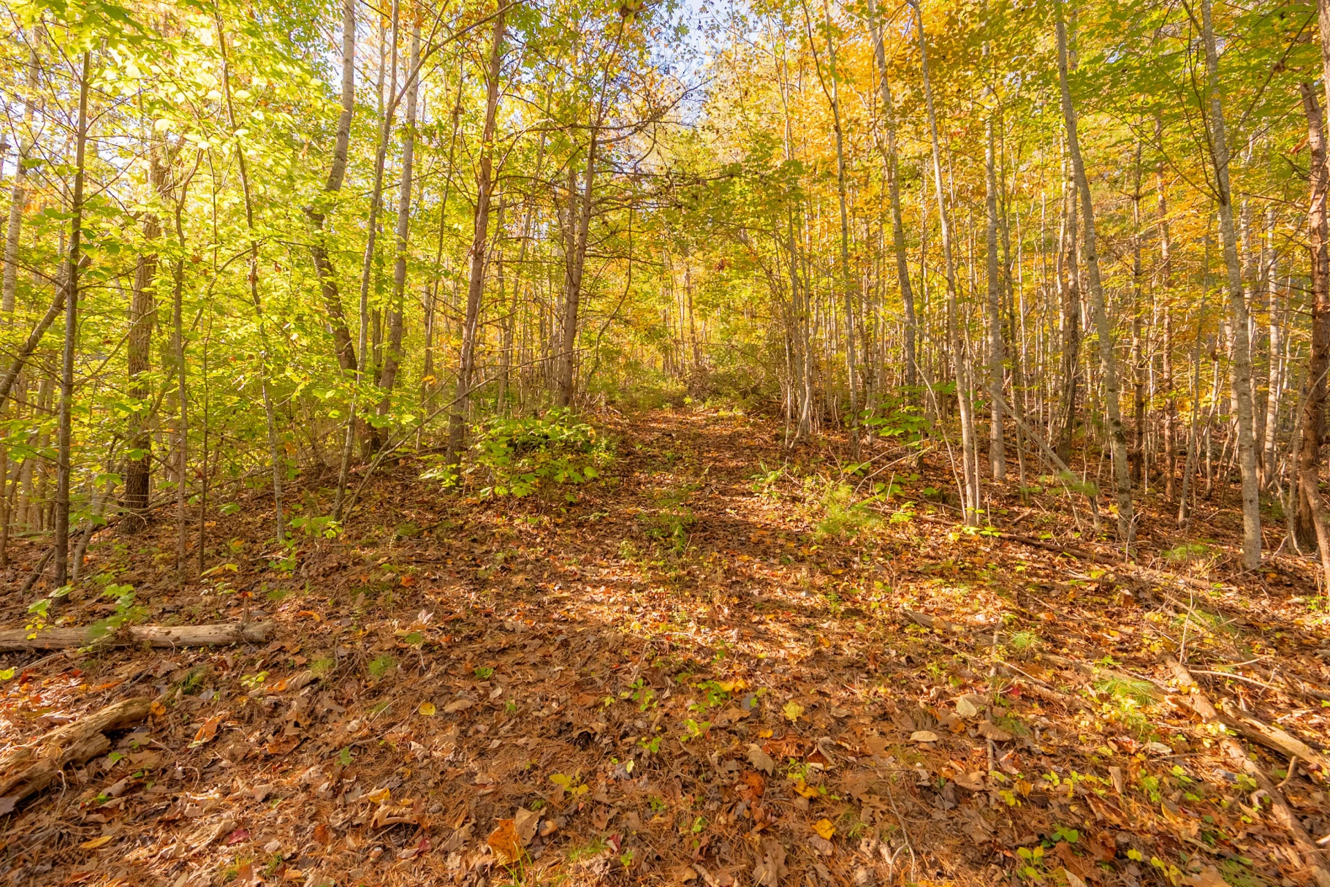 TBD Lick Ridge Road - Photo 56