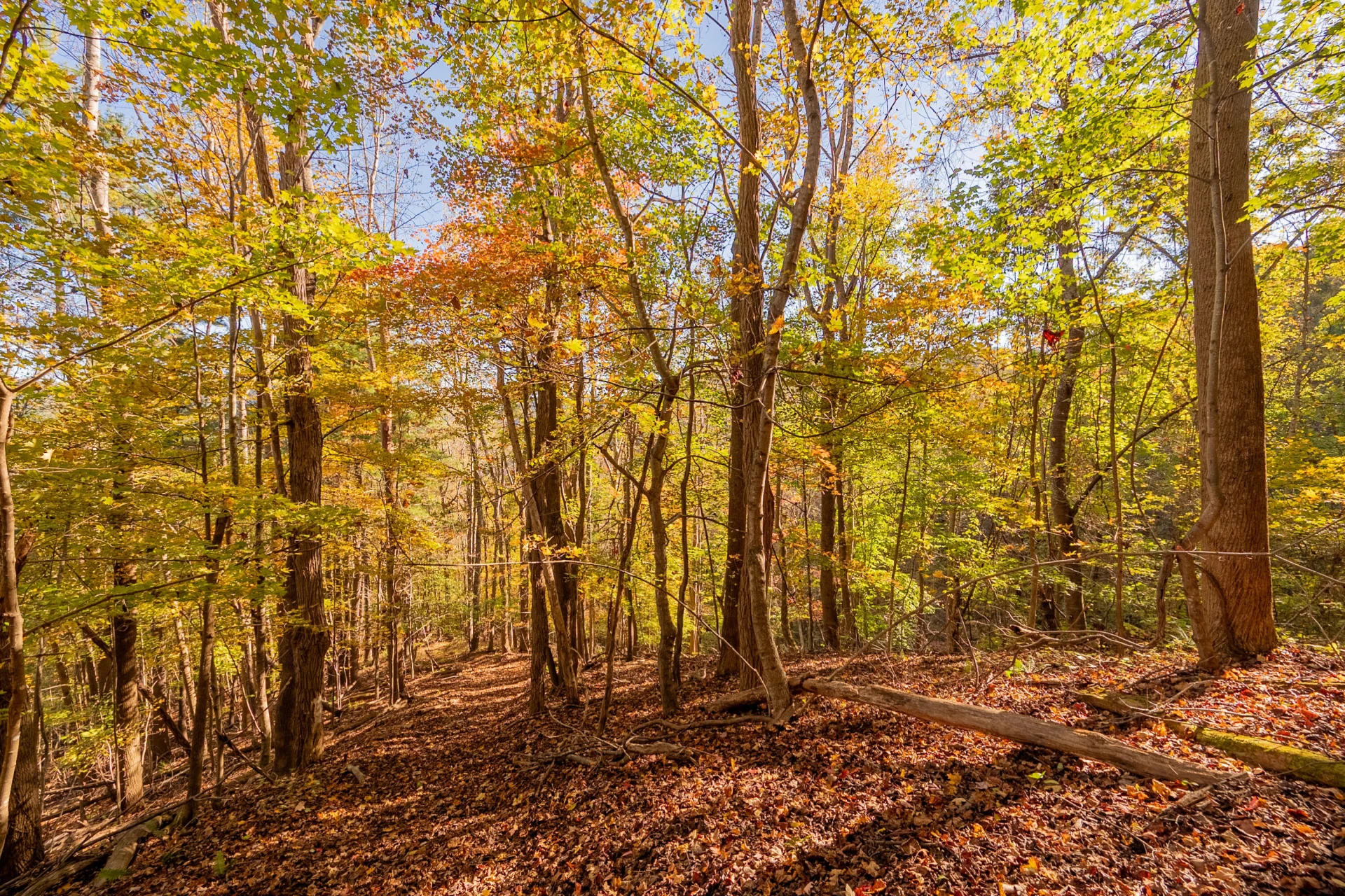 TBD Lick Ridge Road - Photo 57