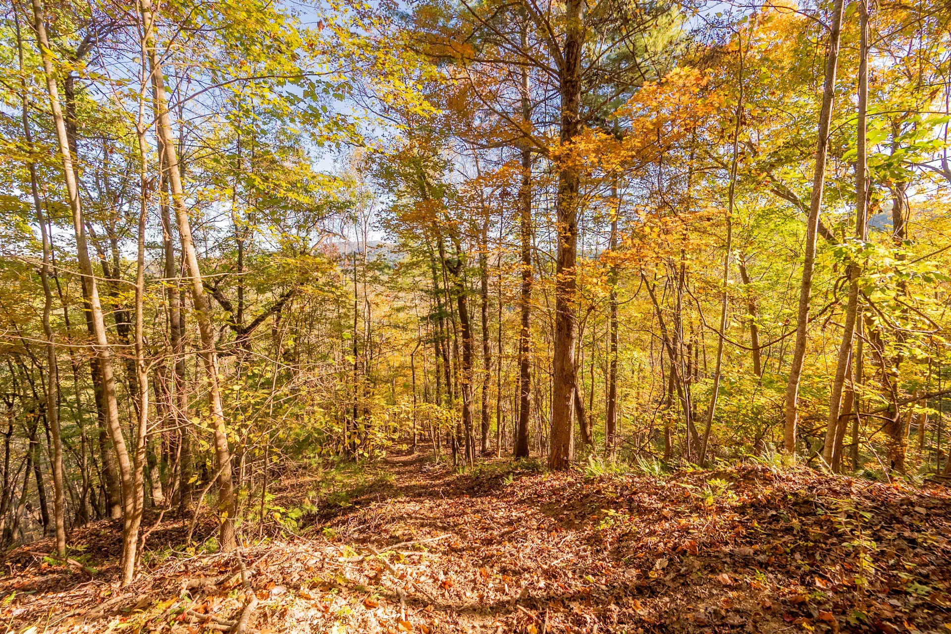 TBD Lick Ridge Road - Photo 58