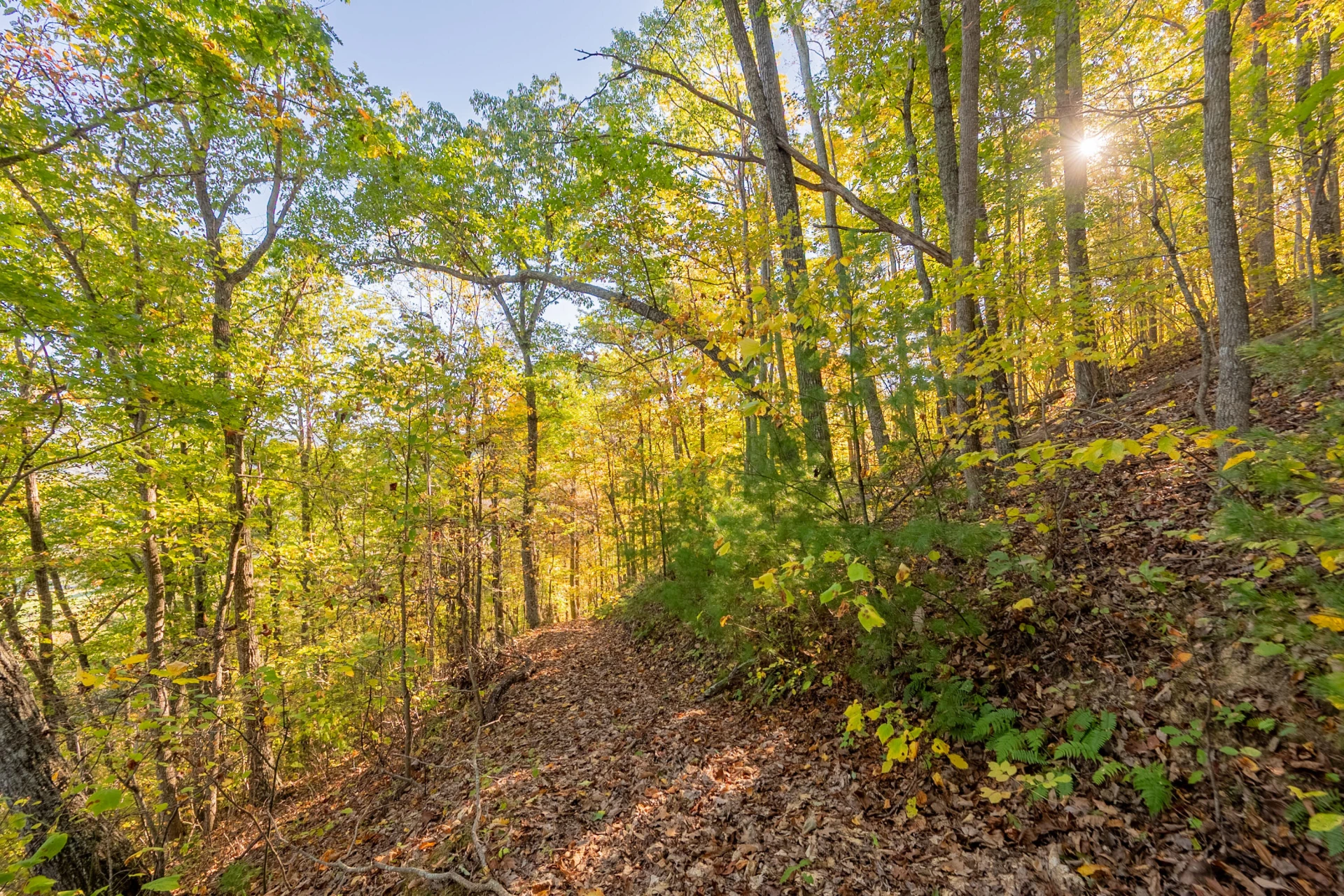 TBD Lick Ridge Road - Photo 59