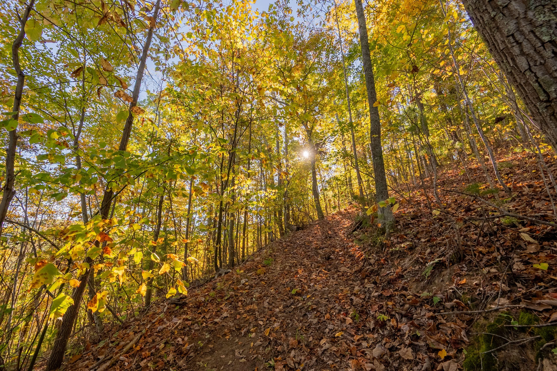 TBD Lick Ridge Road - Photo 60