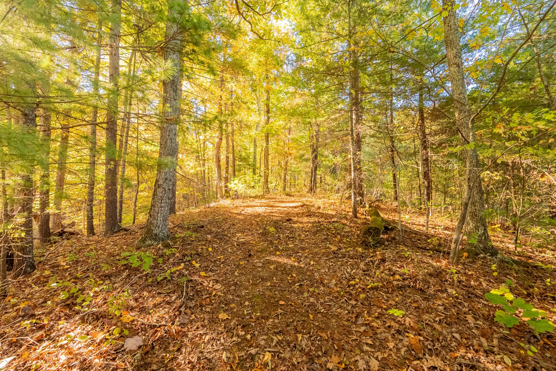 TBD Lick Ridge Road - Photo 61
