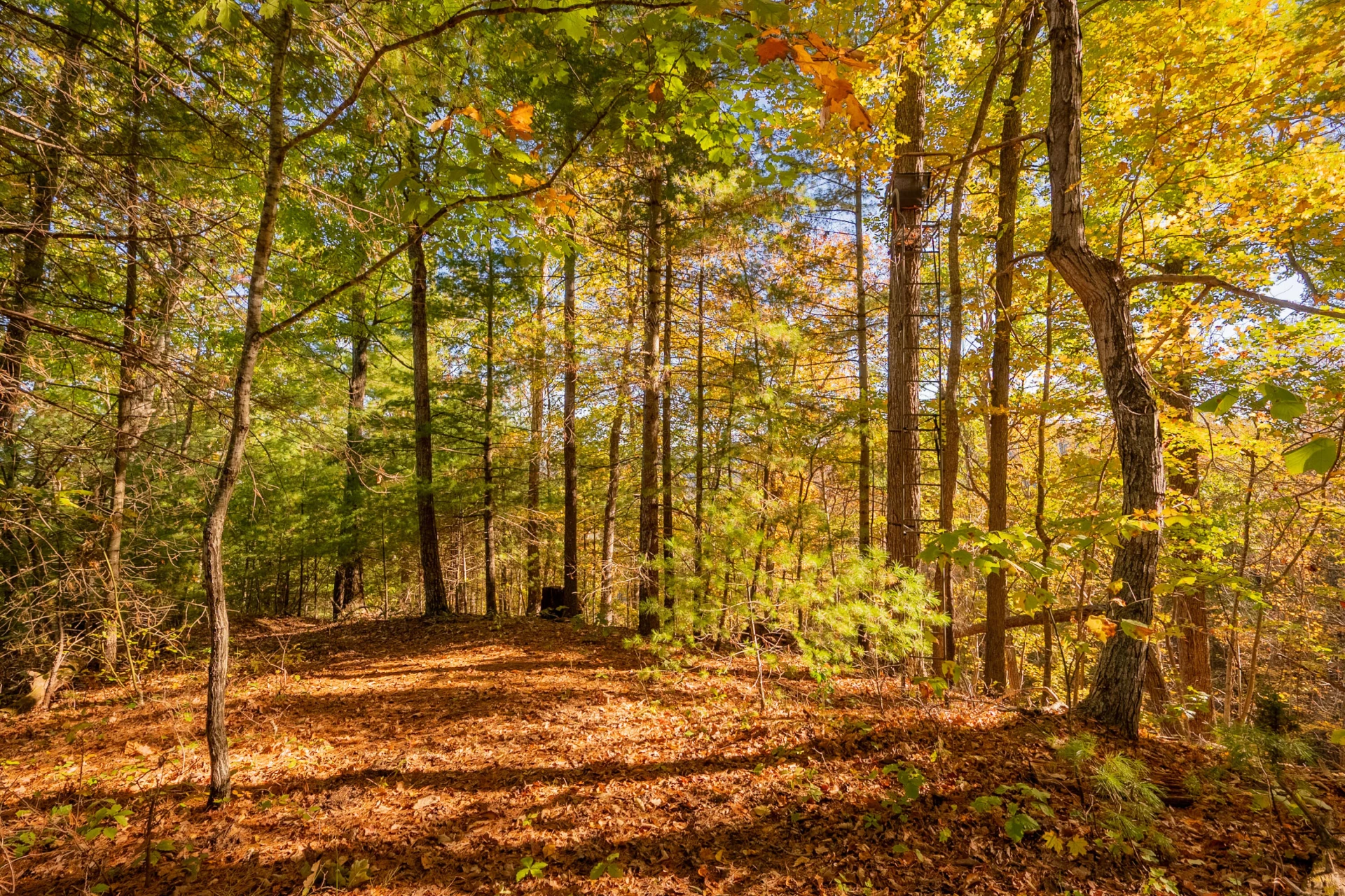 TBD Lick Ridge Road - Photo 62