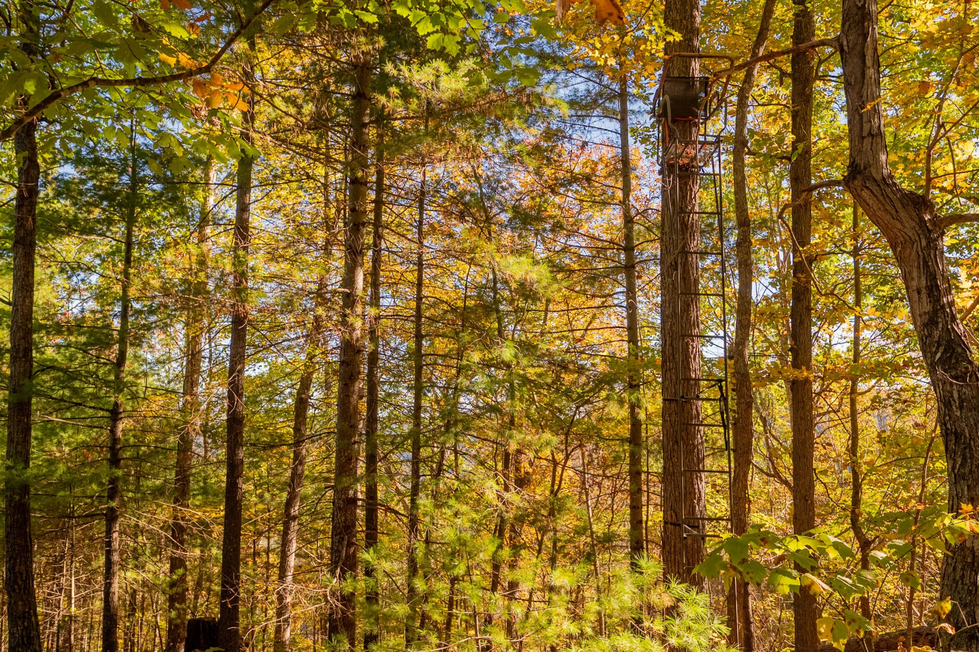 TBD Lick Ridge Road - Photo 63