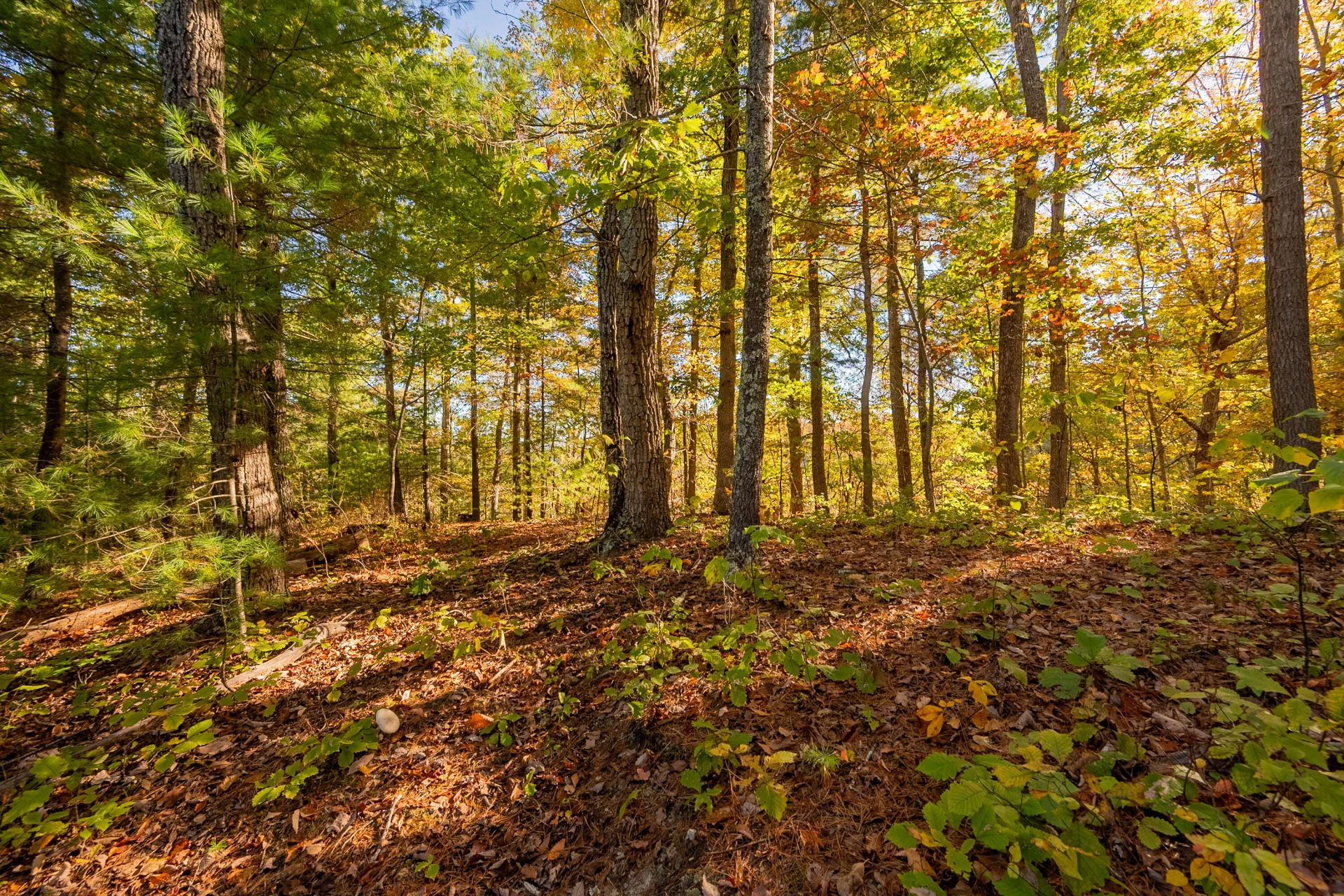 TBD Lick Ridge Road - Photo 64