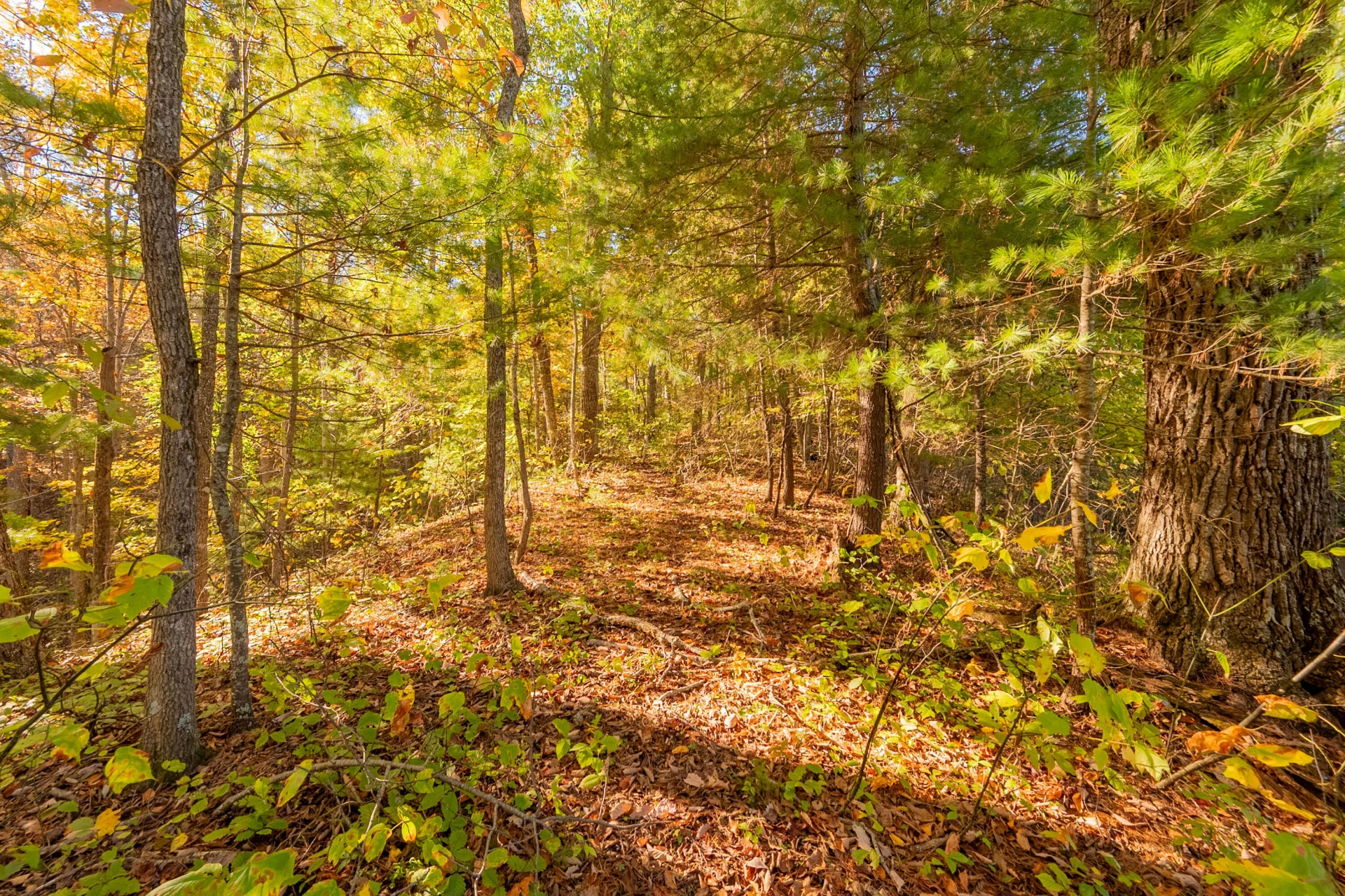 TBD Lick Ridge Road - Photo 65