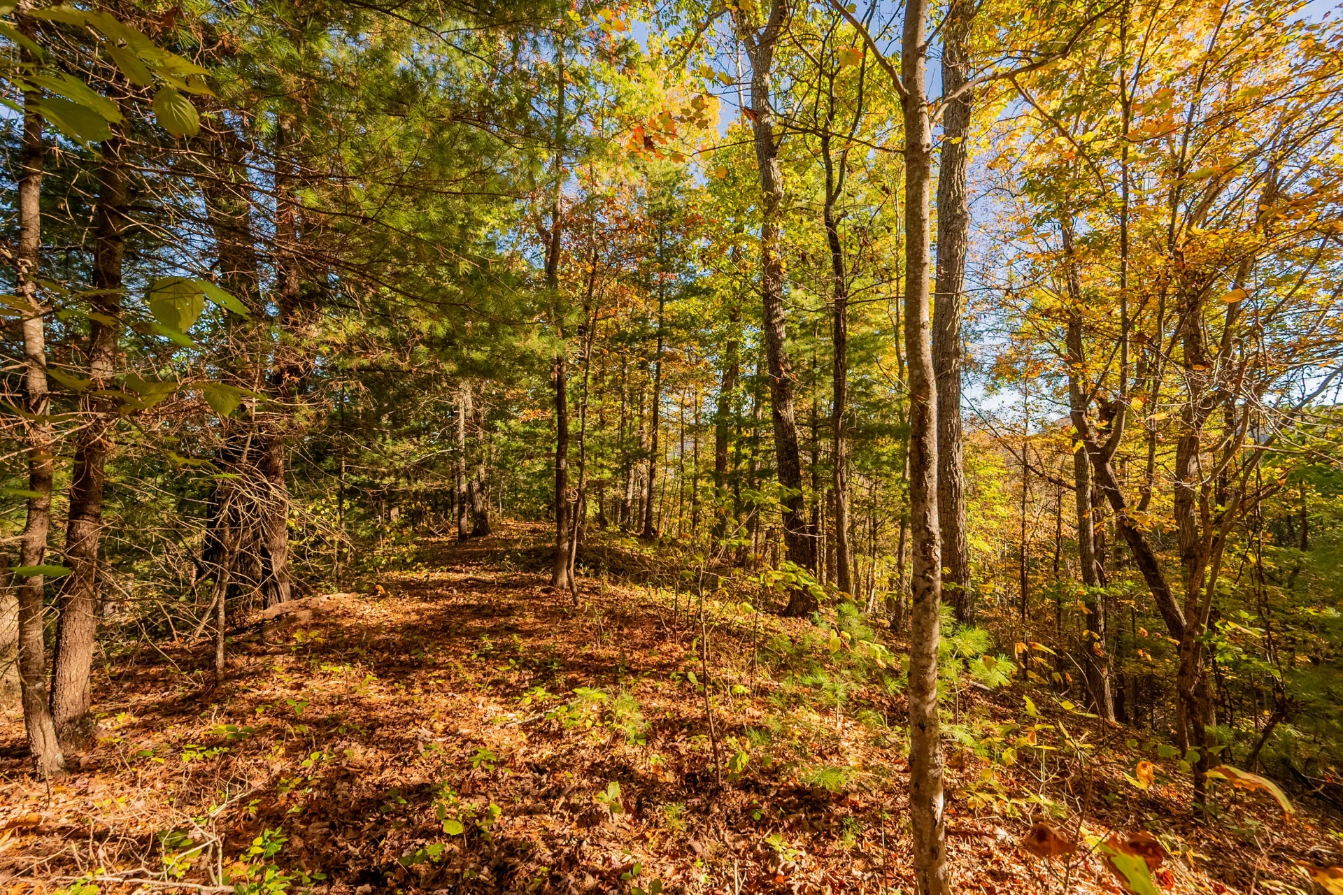 TBD Lick Ridge Road - Photo 66