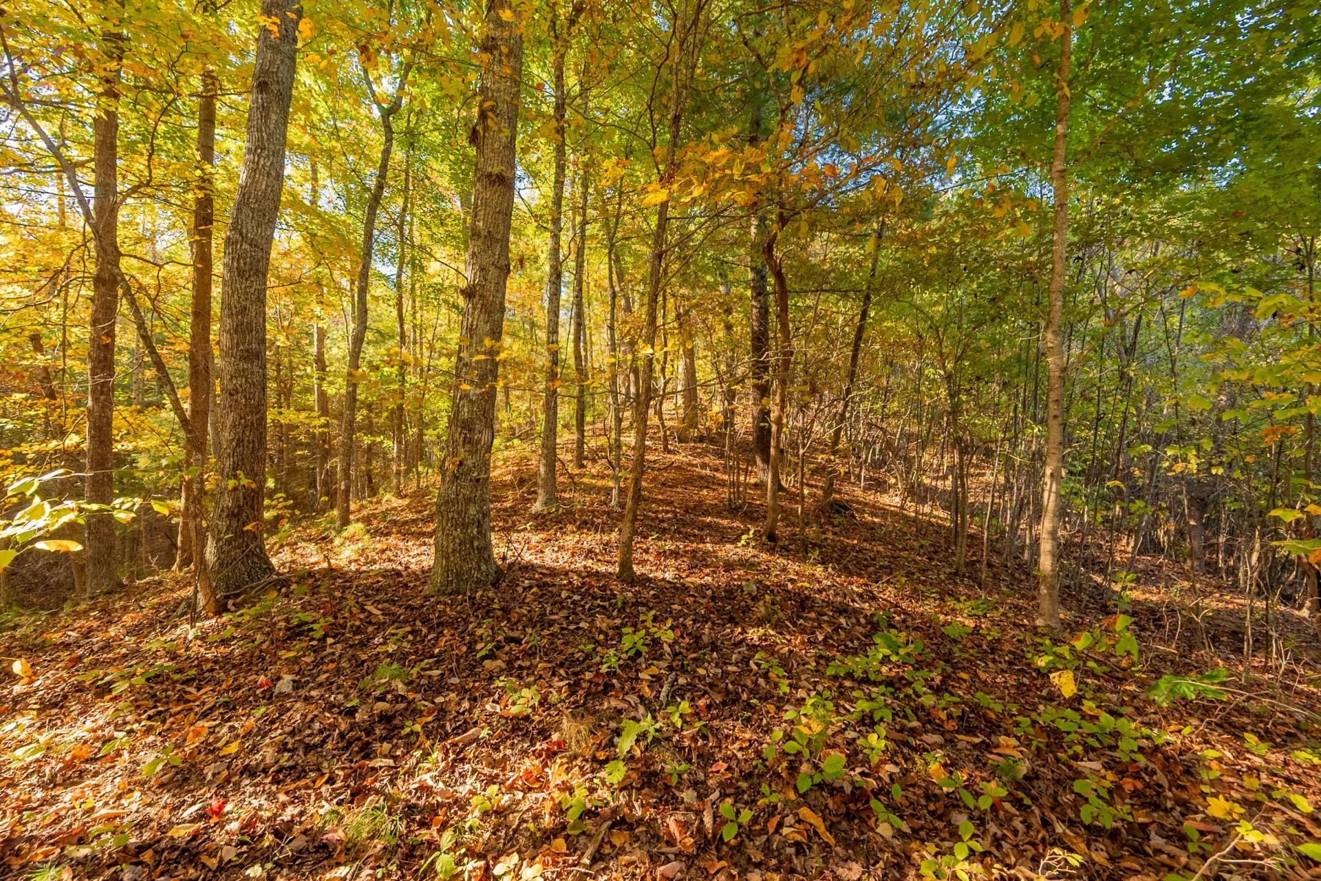 TBD Lick Ridge Road - Photo 67