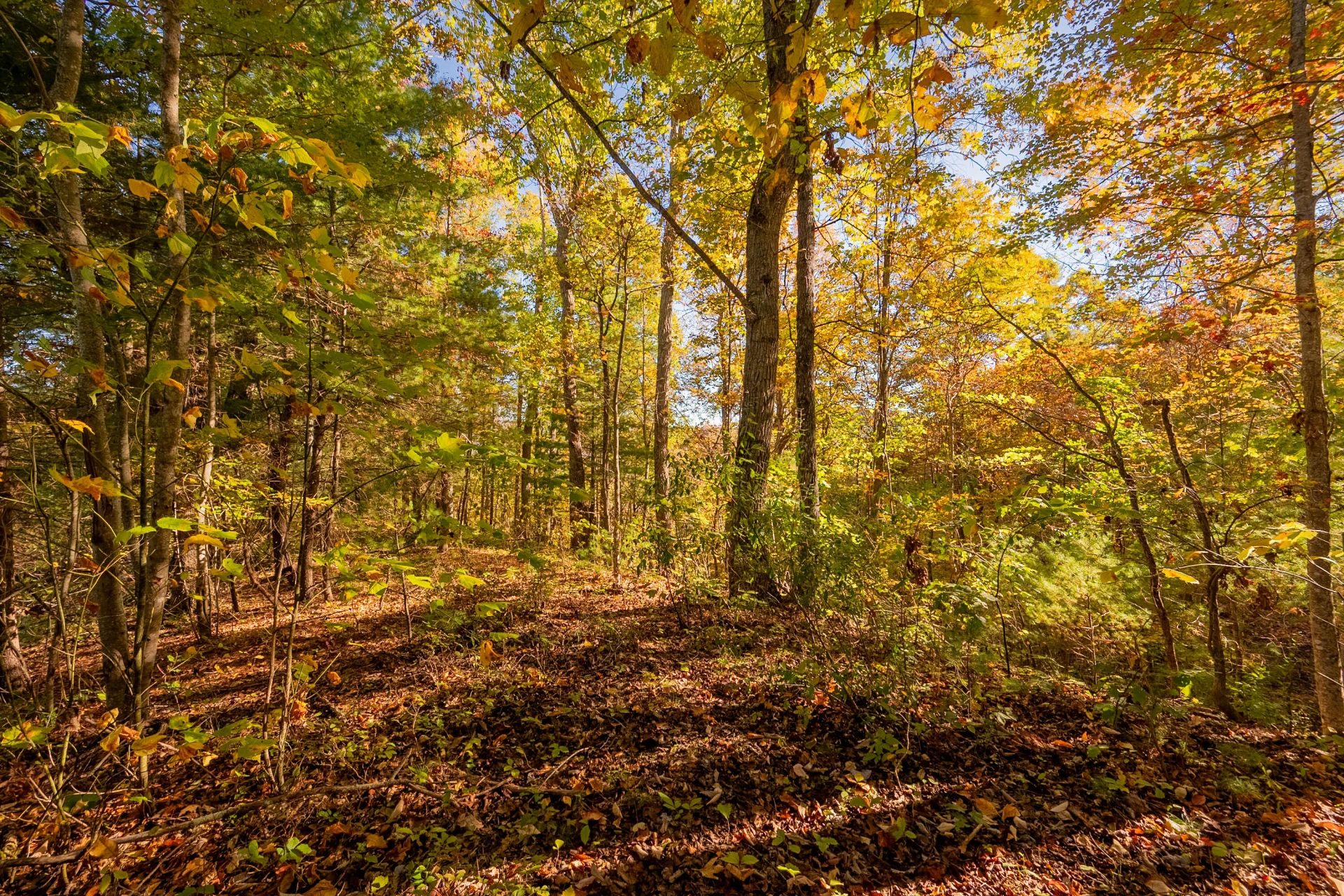 TBD Lick Ridge Road - Photo 68