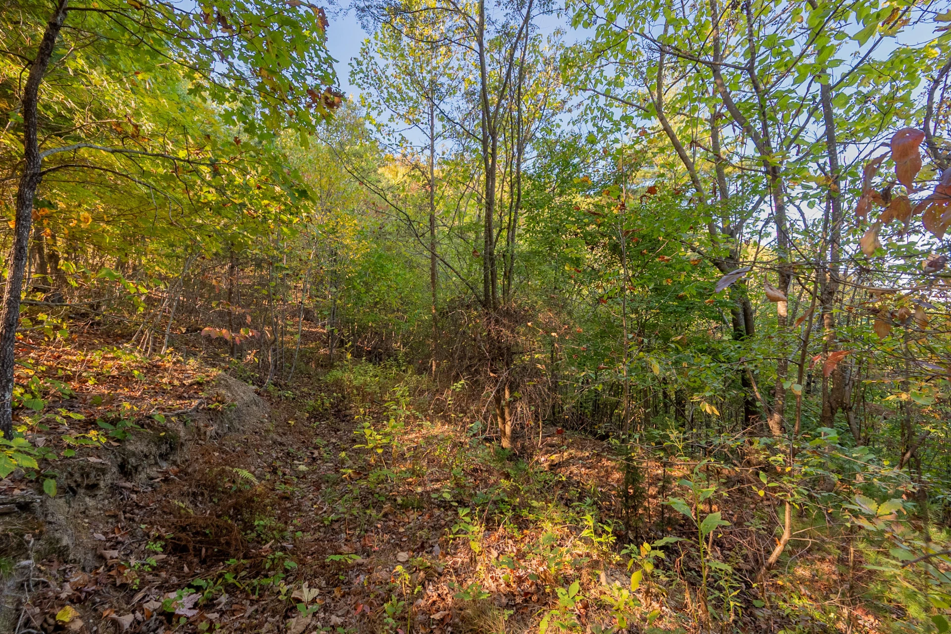 TBD Lick Ridge Road - Photo 69
